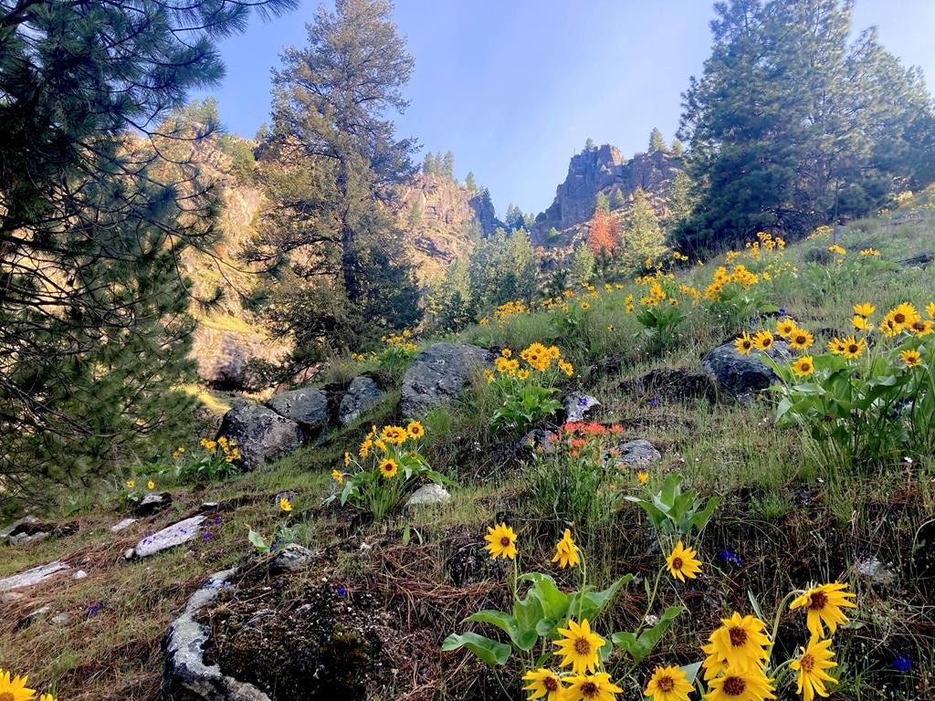 Riggins, Idaho, 83549, United States, 1 Bedroom Bedrooms, ,Residential,For Sale,1762926