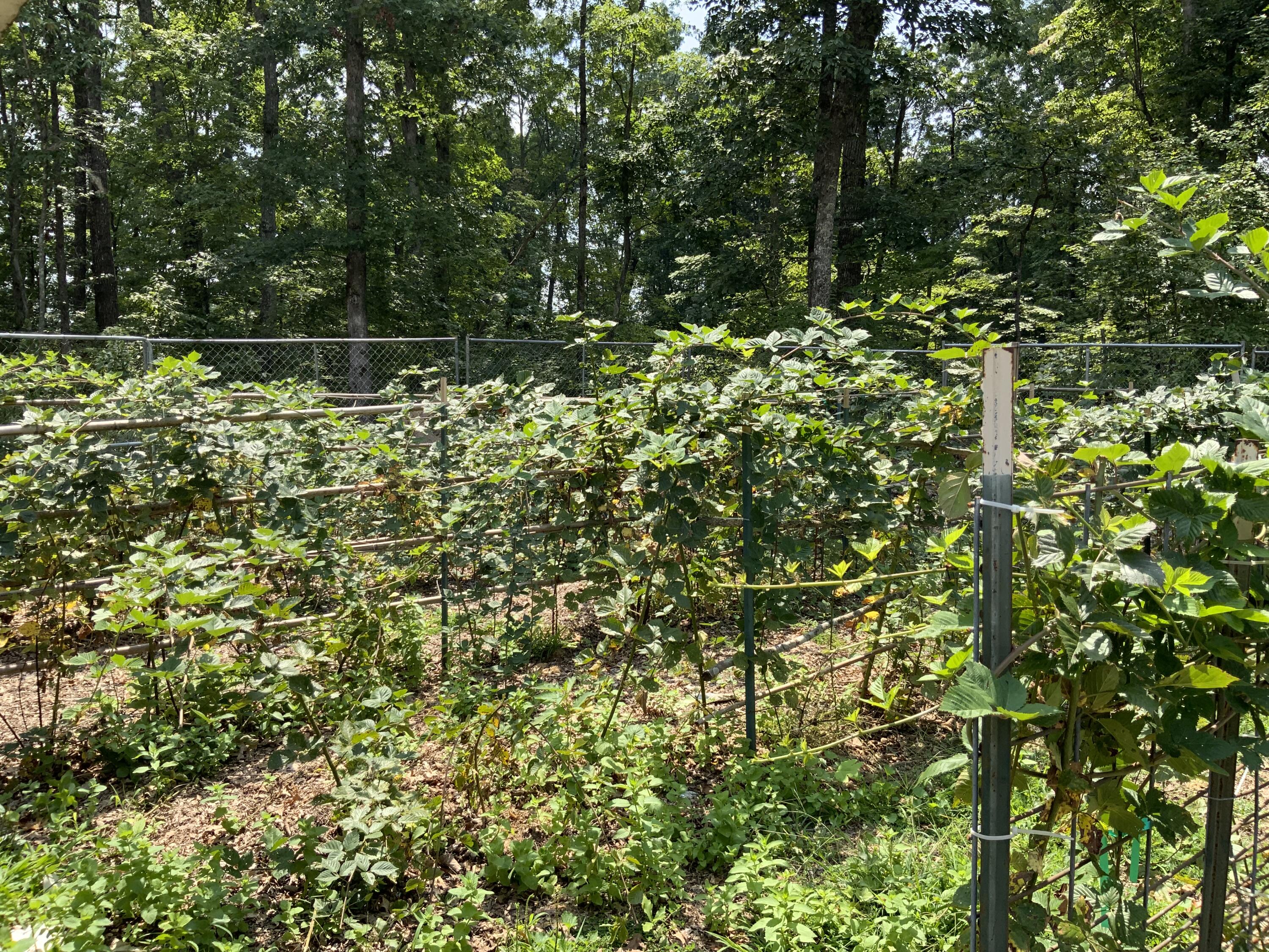 Tracy City, Tennessee, 37387, United States, 3 Bedrooms Bedrooms, ,Residential,For Sale,1979741