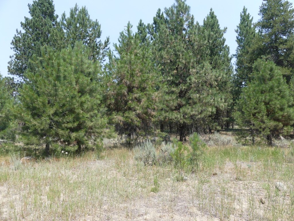 McCall, Idaho, 83638, United States, ,Land,For Sale,2005964