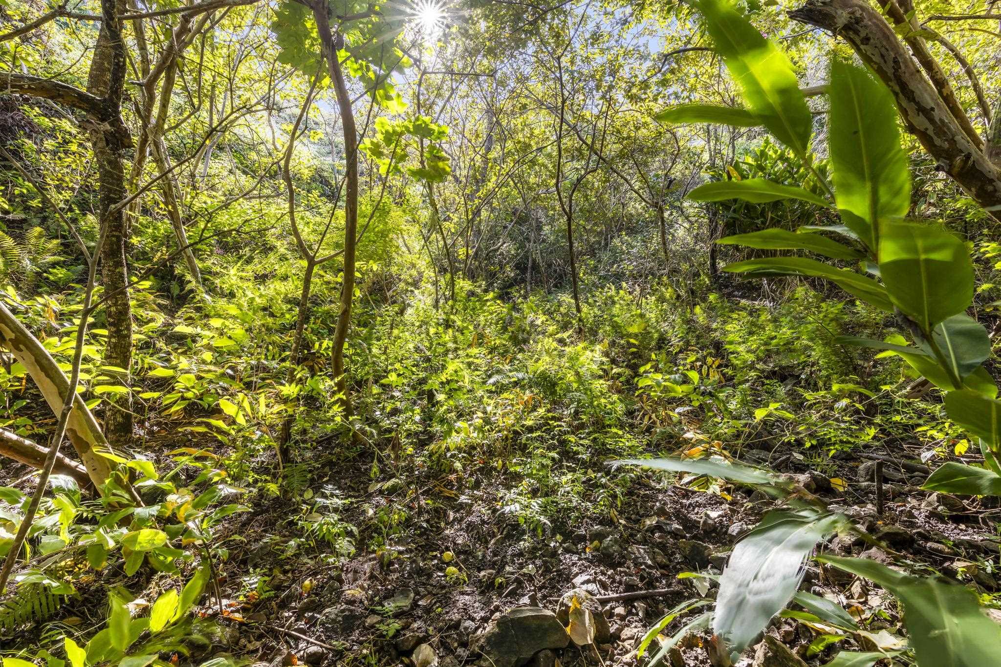 63 Lahaole Pl, Wailuku, Hawaii, 96793, United States, ,Land,For Sale,63 Lahaole Pl,1676772