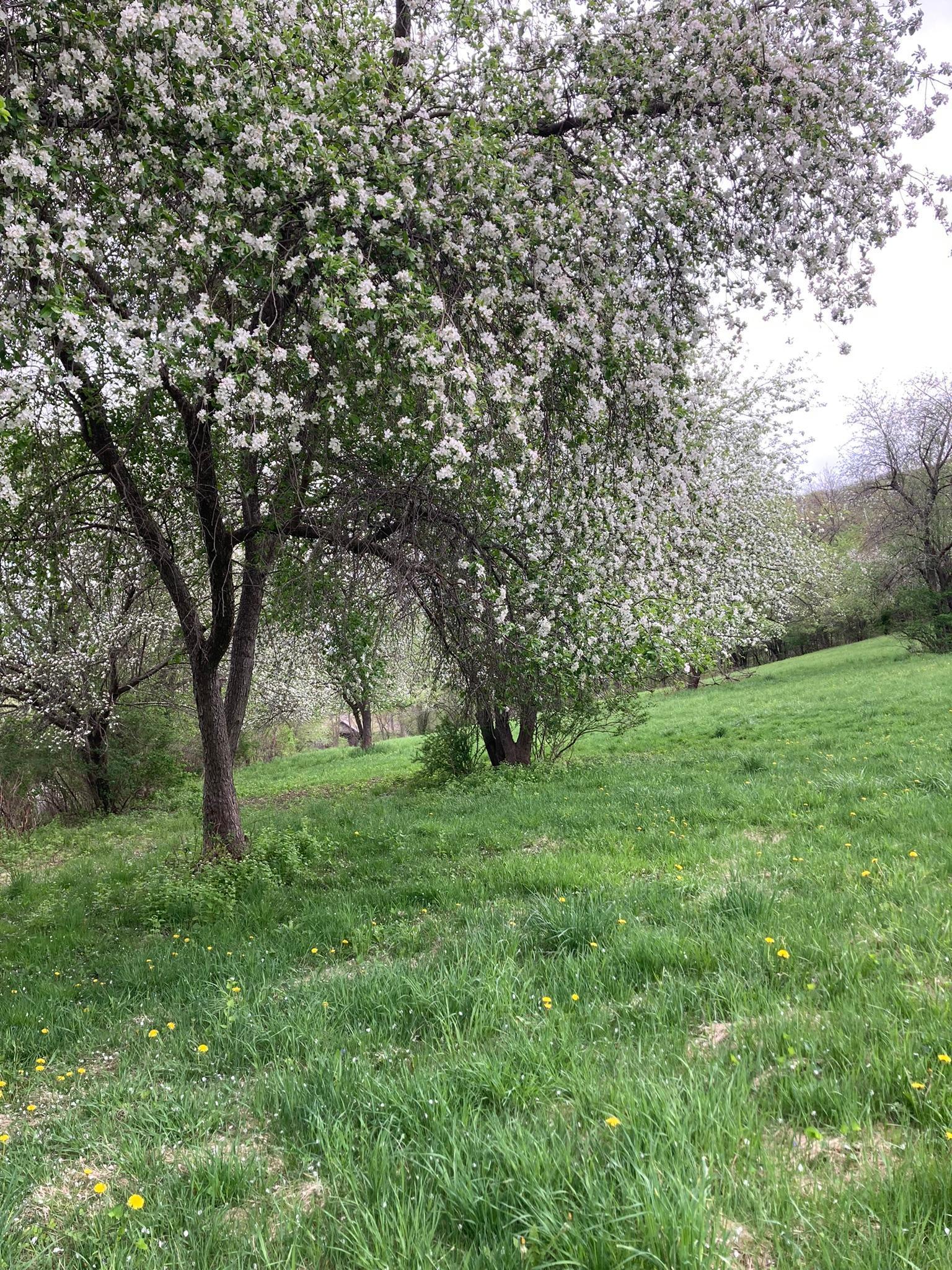 Winona, Minnesota, 55987, United States, 5 Bedrooms Bedrooms, ,2 BathroomsBathrooms,Residential,For Sale,2005788