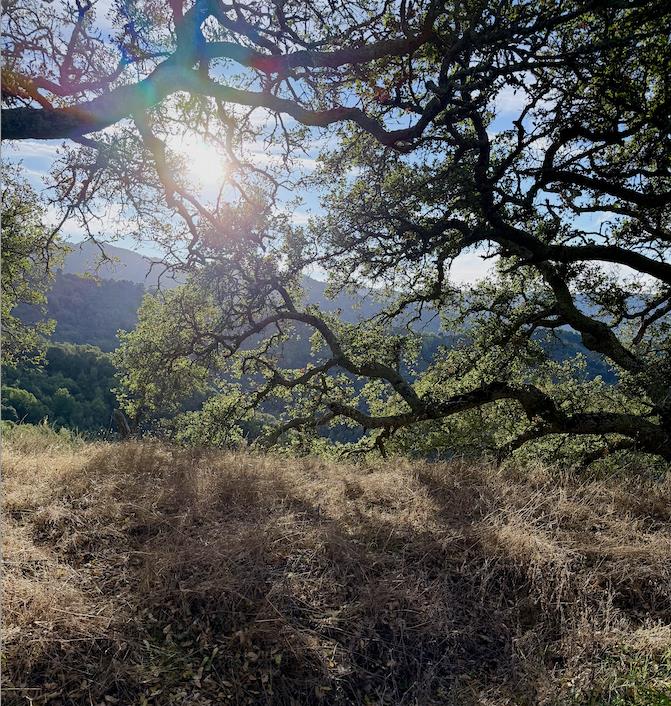 San Jose, California, 95120, United States, ,Land,For Sale,1999646