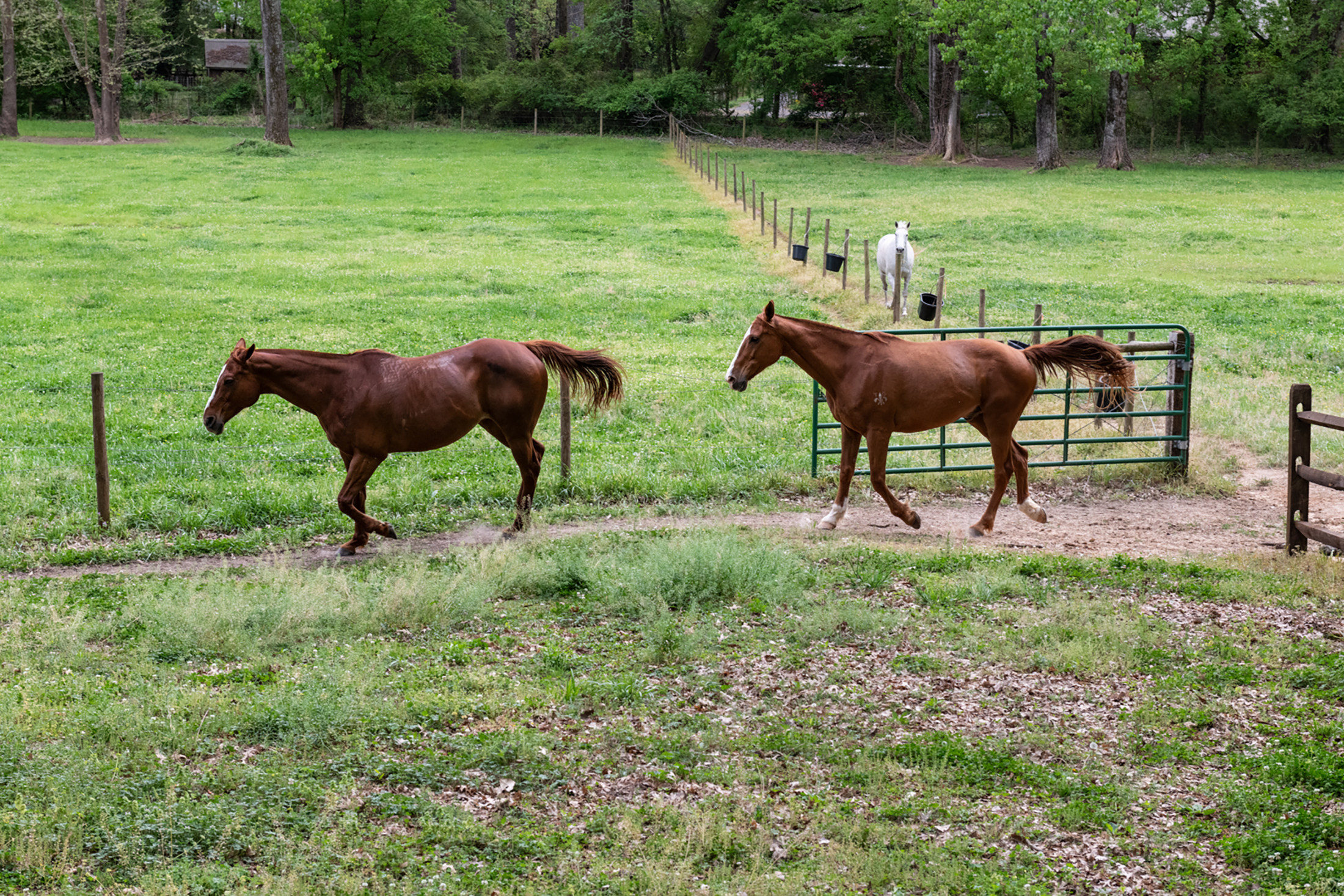  A Timeless Farmhouse Retreat on 7.3 Acres in Milton near Birmingham Crossroads - 物件實景