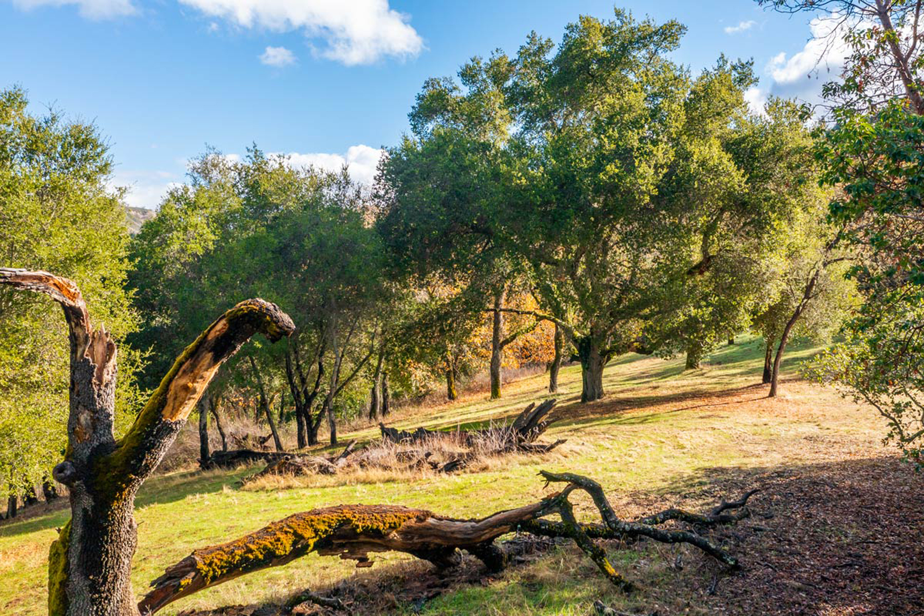  36 Arroyo Sequoia - 物件實景