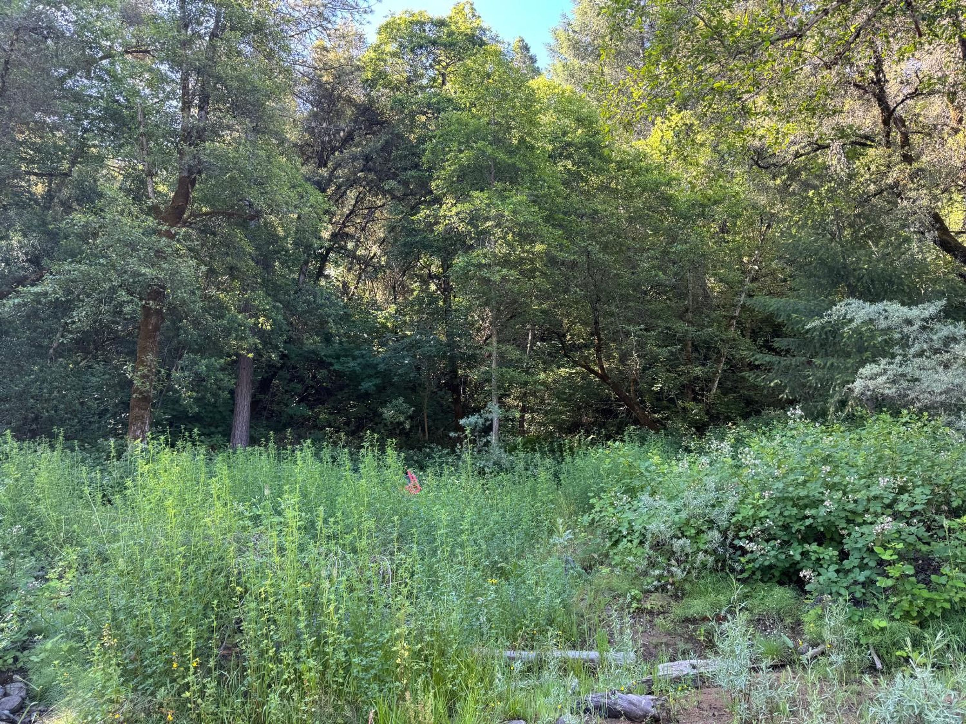  0 Old Country Road, West Point, CA 95255 - 物件實景