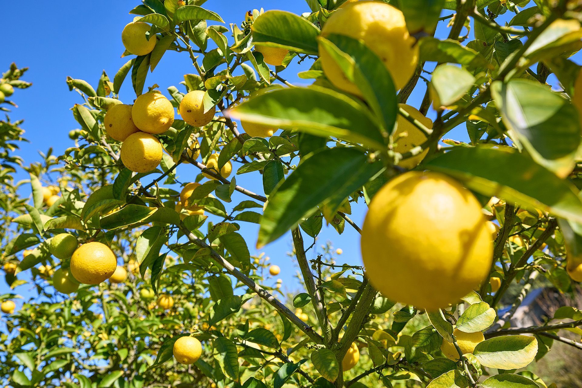  4773 El Mirlo, Rancho Santa Fe, CA 92067 - 物件實景