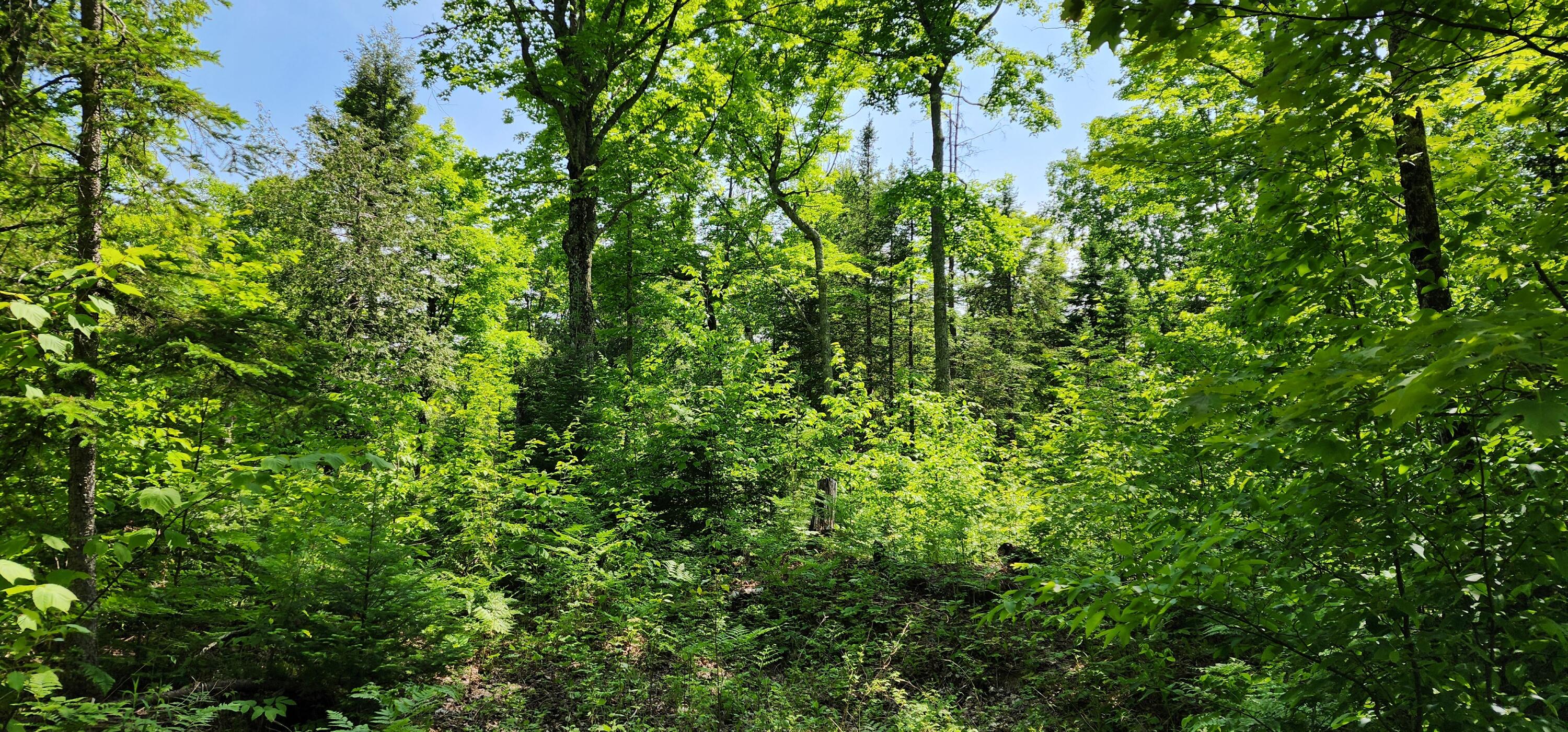3625 E Simmons Rd RD, Hessel, Michigan, 49745, United States, ,Land,For Sale,3625 E Simmons Rd RD,1619252