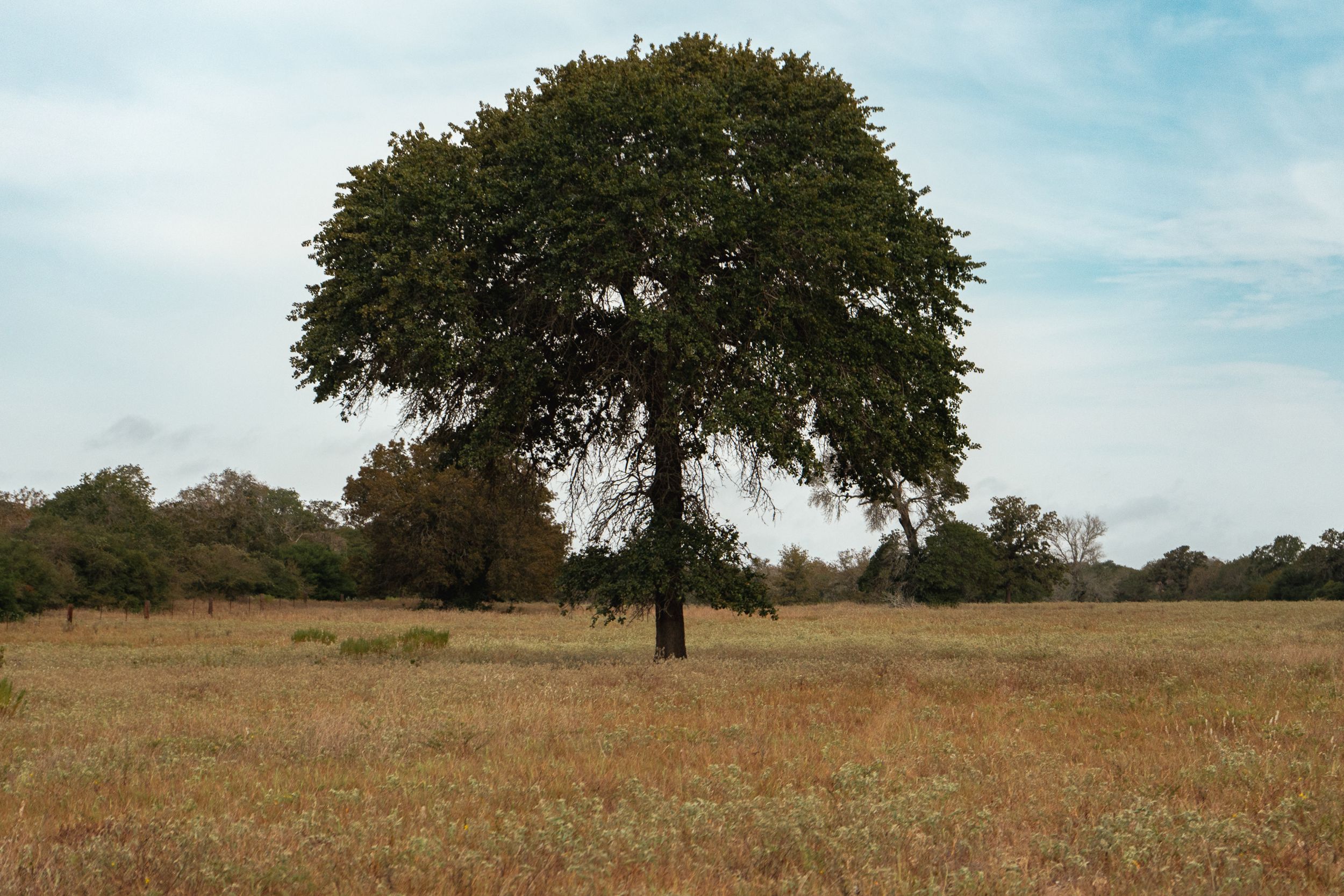  860+/- Acre PQR Ranch in Gonzales County - 物件實景