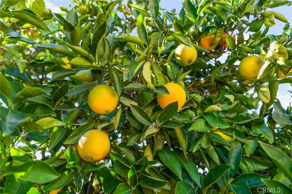 Yucaipa, California, 92399, United States, 3 Bedrooms Bedrooms, ,3 BathroomsBathrooms,Residential,For Sale,1981591