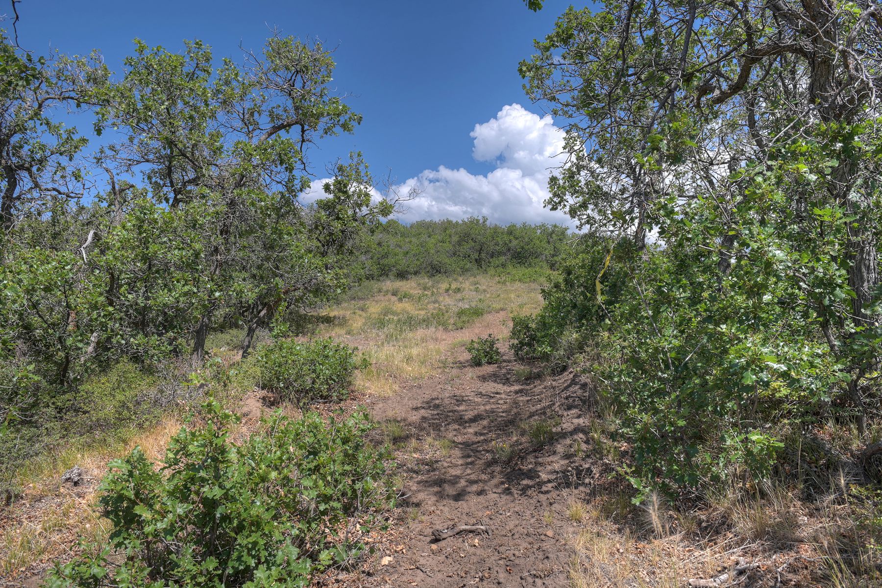  TBD Cross Creek Road, Hesperus, CO 81326 - 物件實景