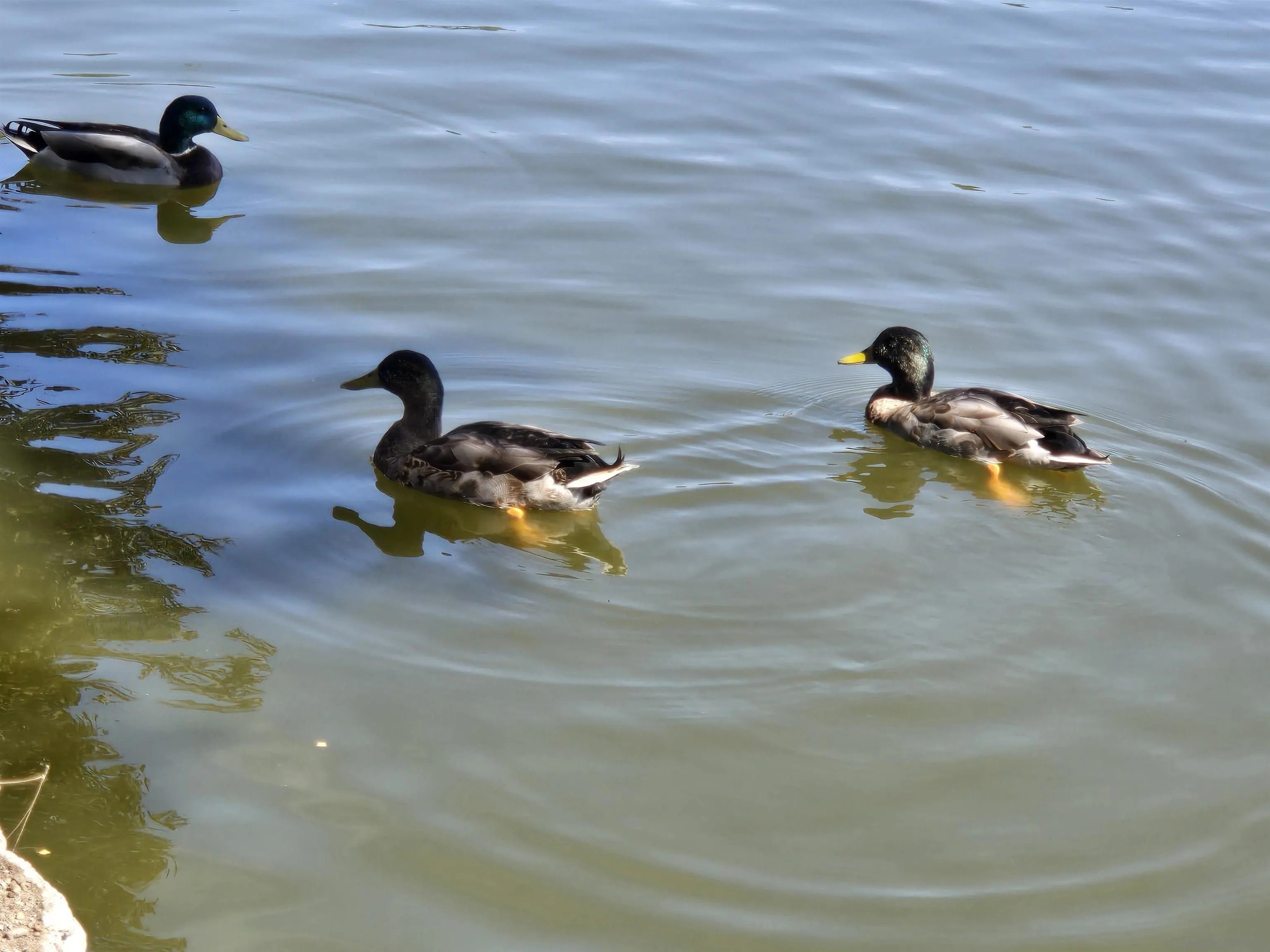 Chula Vista, California, 91913, United States, 3 Bedrooms Bedrooms, ,2 BathroomsBathrooms,Residential,For Sale,1859541