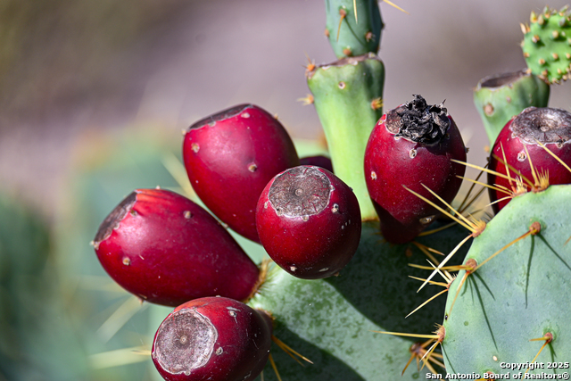 Nixon, Texas, 78140, United States, ,Residential,For Sale,1988320