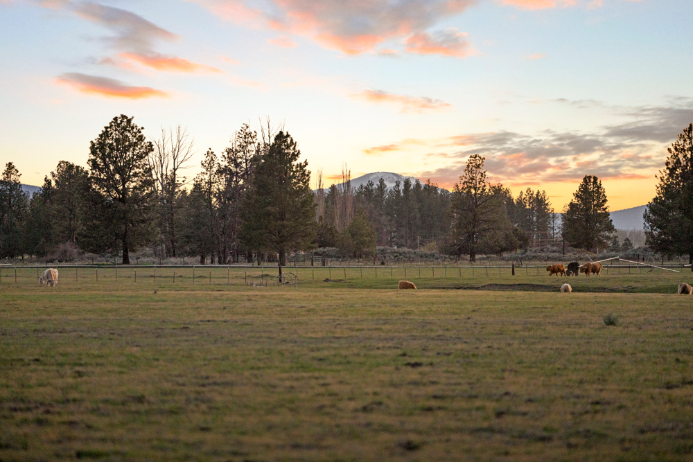 CHILOQUIN, Oregon, 97624, United States, 3 Bedrooms Bedrooms, ,3 BathroomsBathrooms,Residential,For Sale,1974697