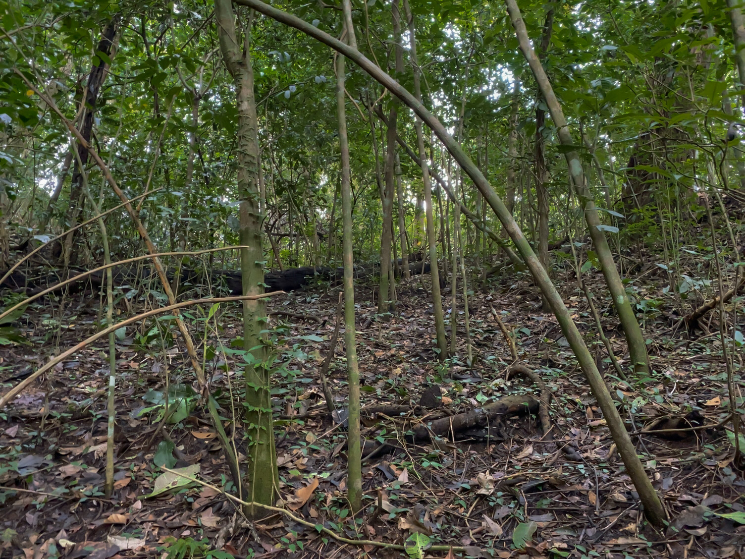 Las Delicias, Delicias, Puntarenas, CR, ,Land,For Sale,Las Delicias,1613556