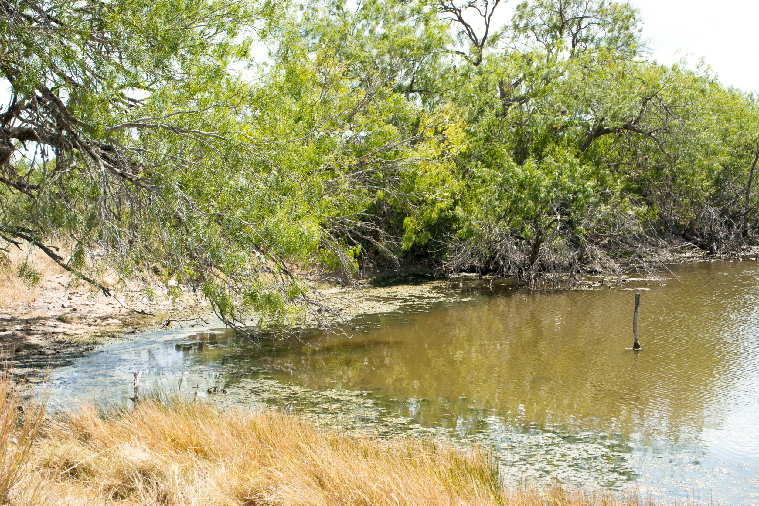  1234.89 +/- Acres, Santa Clara Ranch, Atascosa County, Falls City, TX 78113 - 物件實景