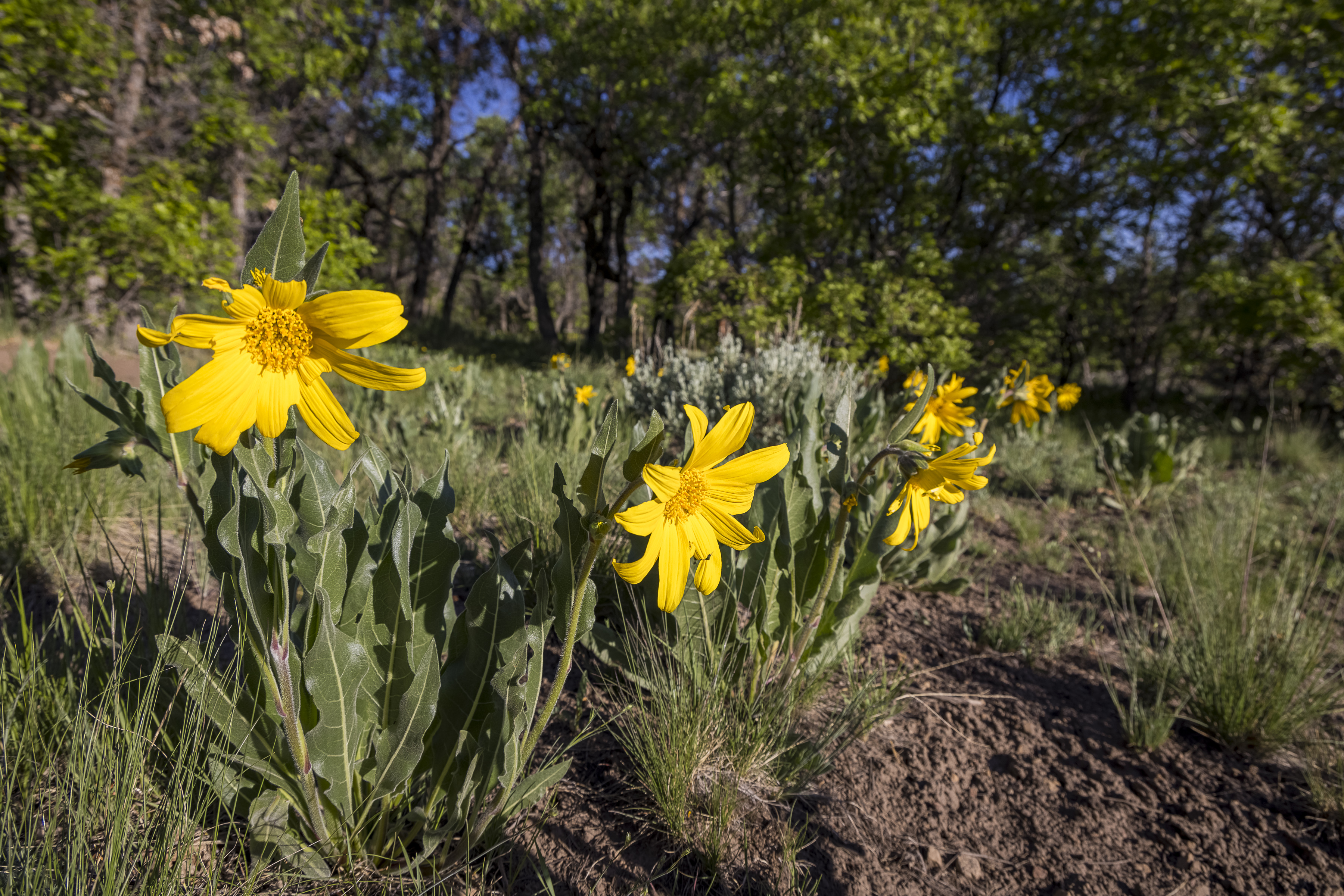  Telluride Renegade Ranch - 602 acres on Hastings Mesa - 物件實景