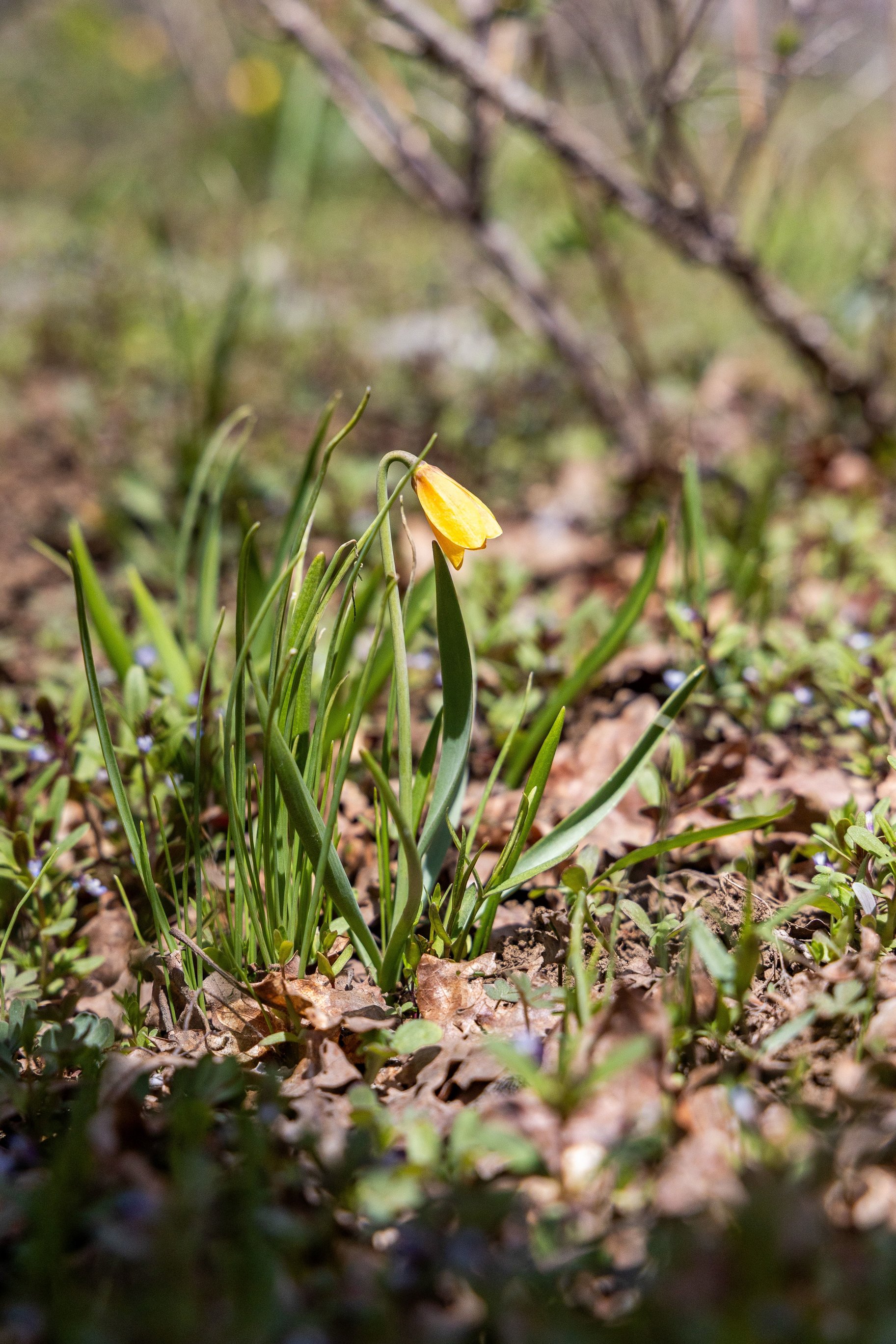  Exceptional Build Opportunity in a Quiet Canyon Bordering Park City - 物件實景