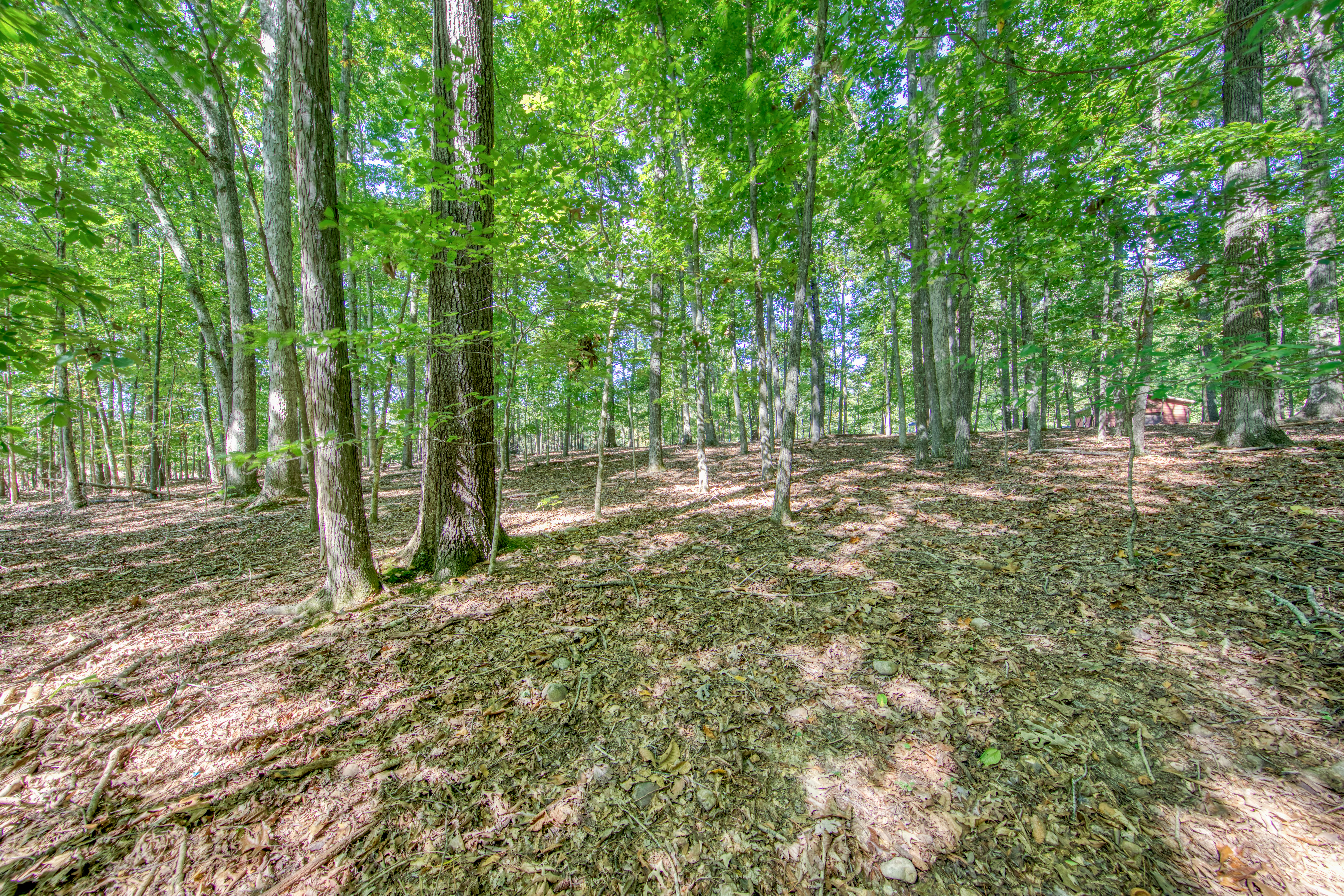  1549 Wise Way, Dandridge, TN 37725 - 物件實景