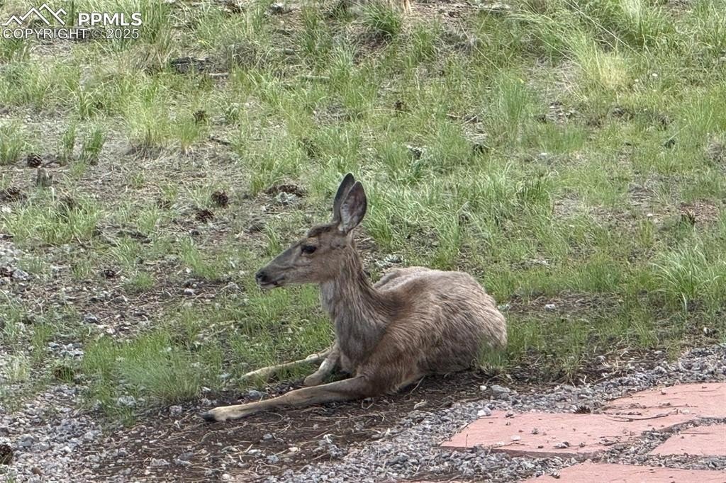 Florissant, Colorado, 80816, United States, 3 Bedrooms Bedrooms, ,2 BathroomsBathrooms,Residential,For Sale,1882650