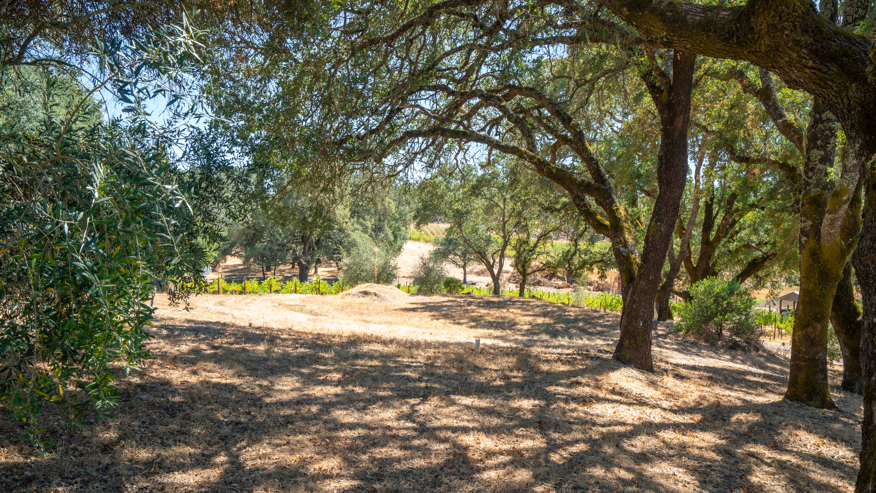  Rare Opportunity in Alexander Valley - 物件實景