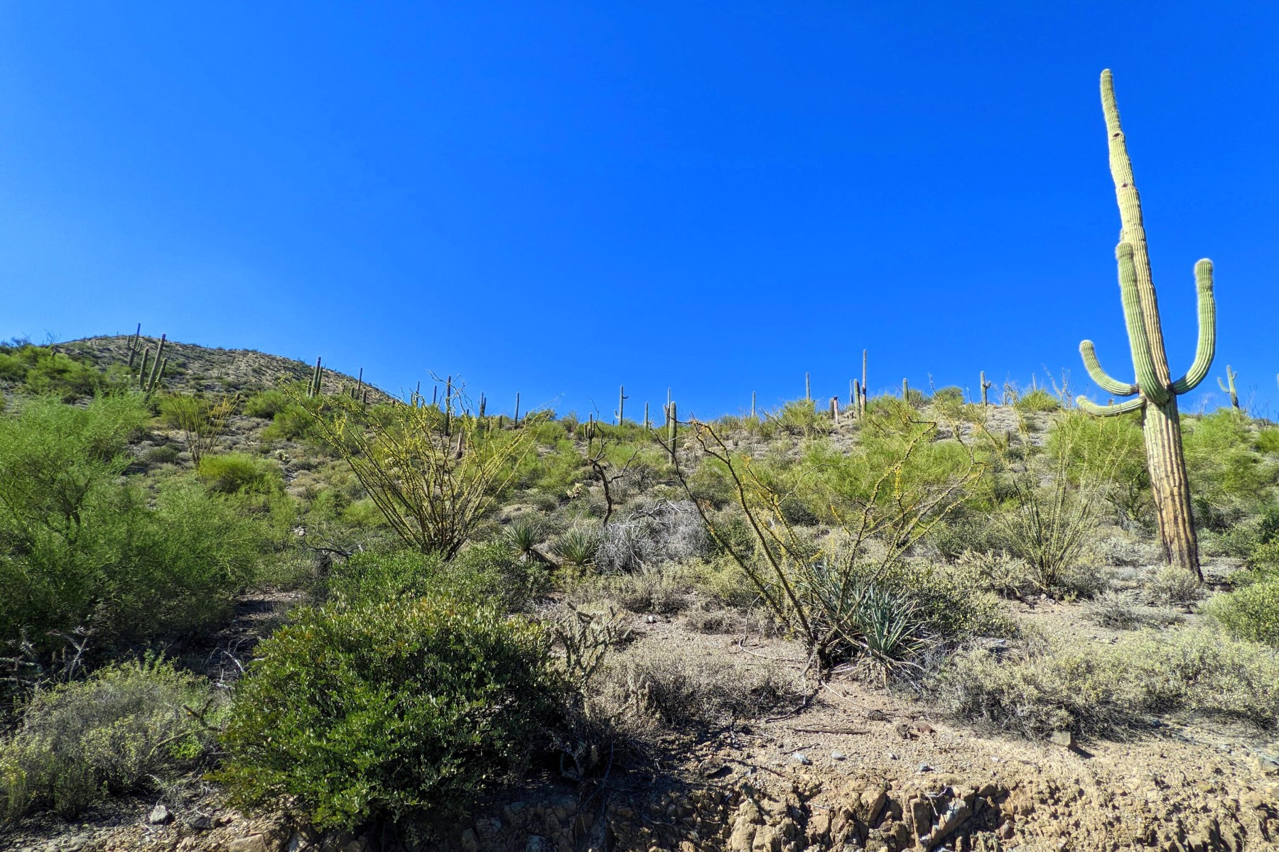  9146 E Limousin Drive¦Scottsdale, AZ - 物件實景