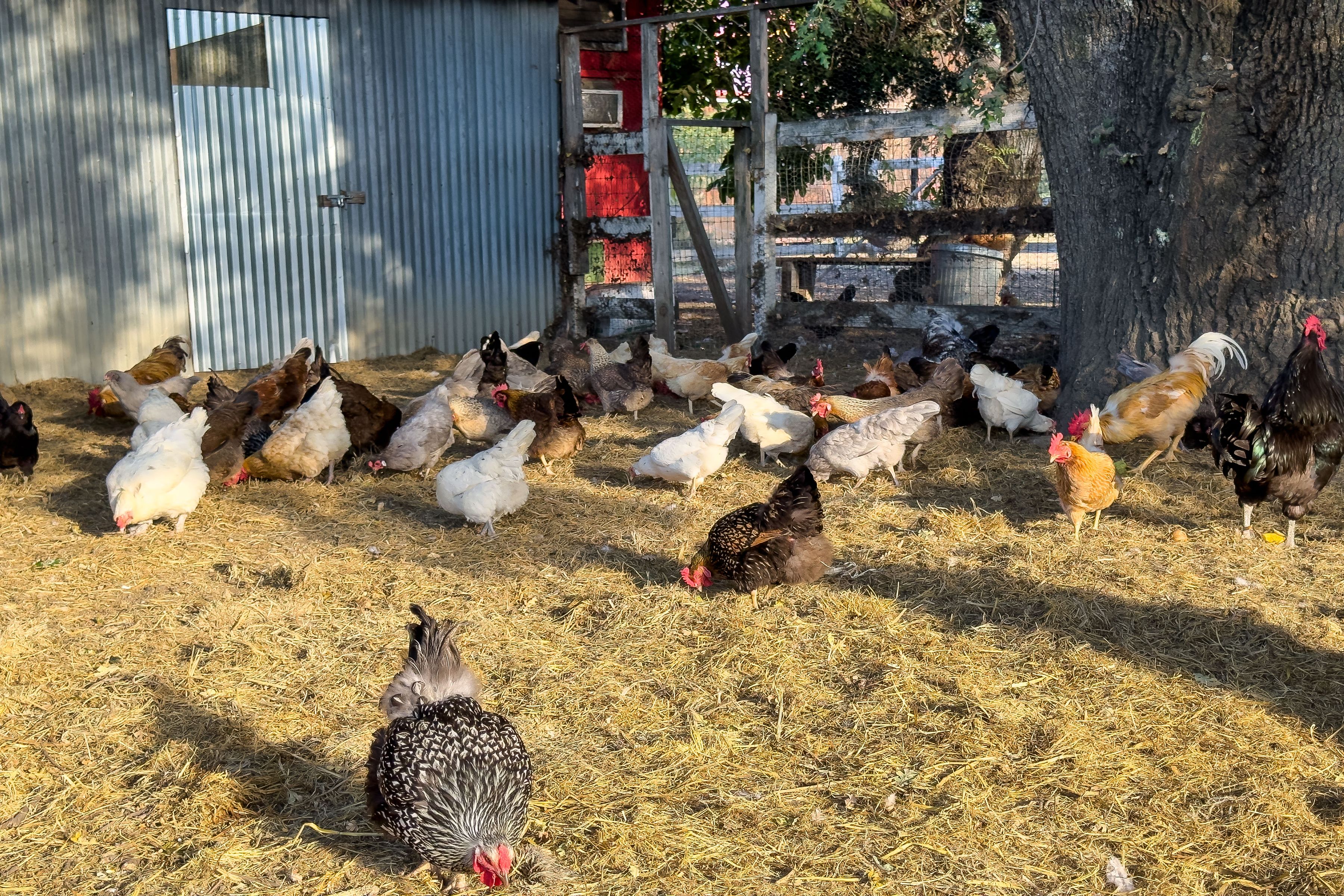  Peace and Plenty Farm - 物件實景