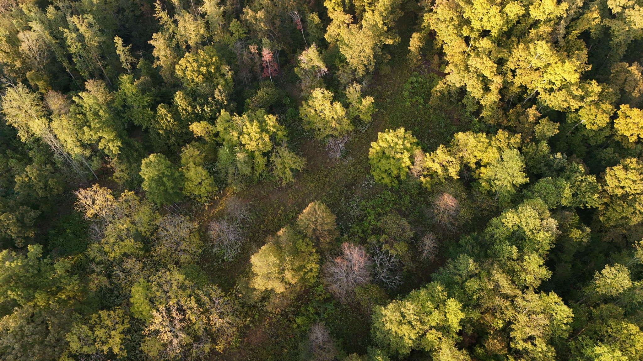 Lynchburg, Tennessee, 37388, United States, ,Land,For Sale,1982223