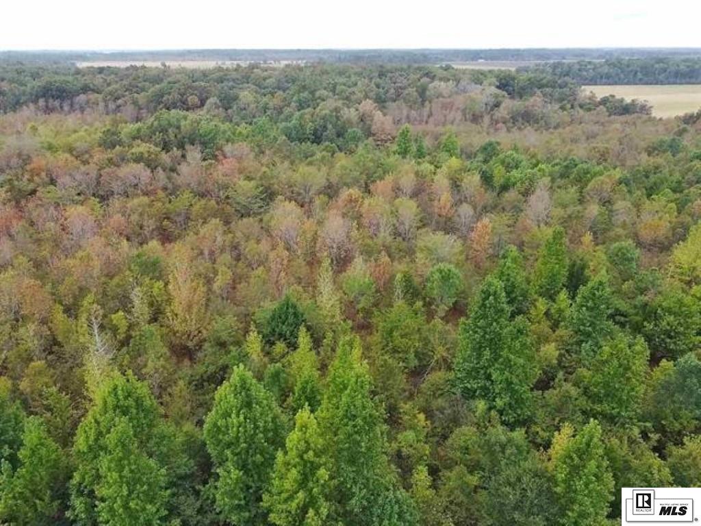 593 FORTENBERRY ROAD, Rayville, Louisiana, 71269, United States, ,Land,For Sale,593 FORTENBERRY ROAD,1683237