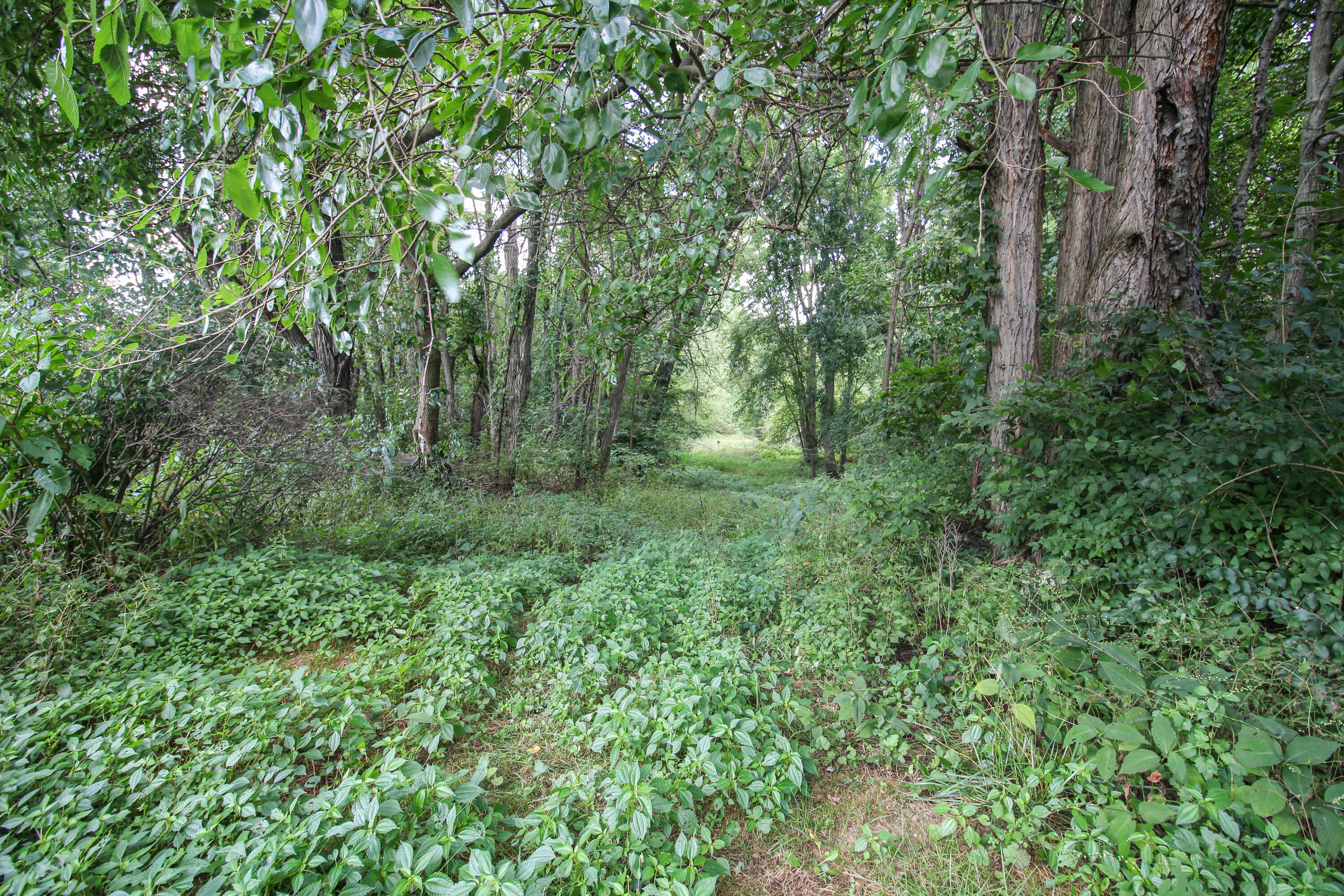 Three Rivers, Michigan, 49093, United States, 4 Bedrooms Bedrooms, ,1 BathroomBathrooms,Residential,For Sale,2006073