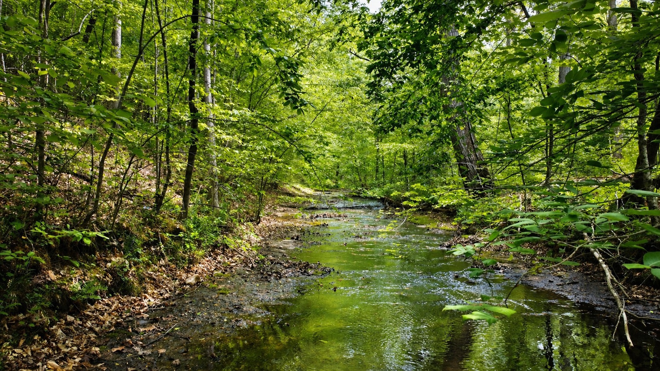  7948 Daugherty Capley Rd, Primm Springs, TN, 38476 - 物件實景