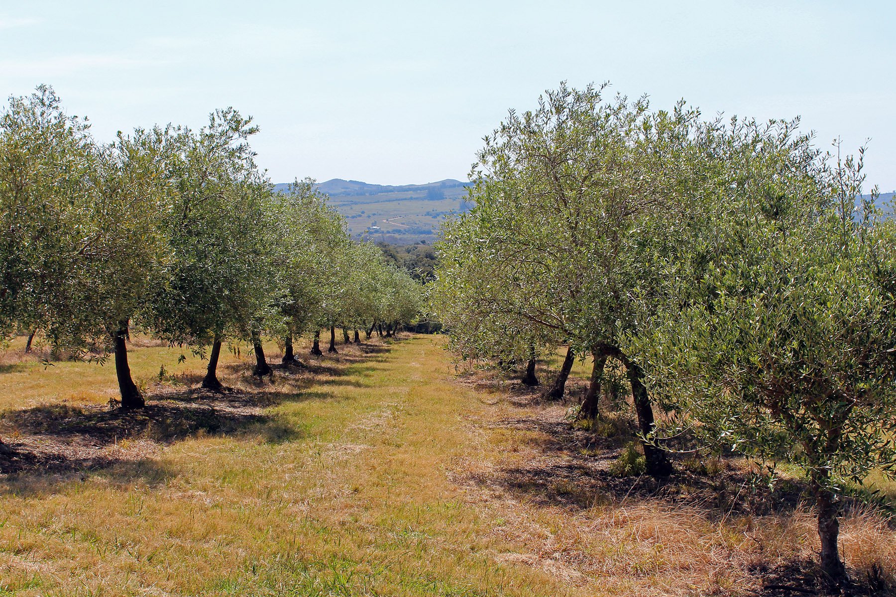  Farm with olive groves in Pueblo Edén - 物件實景