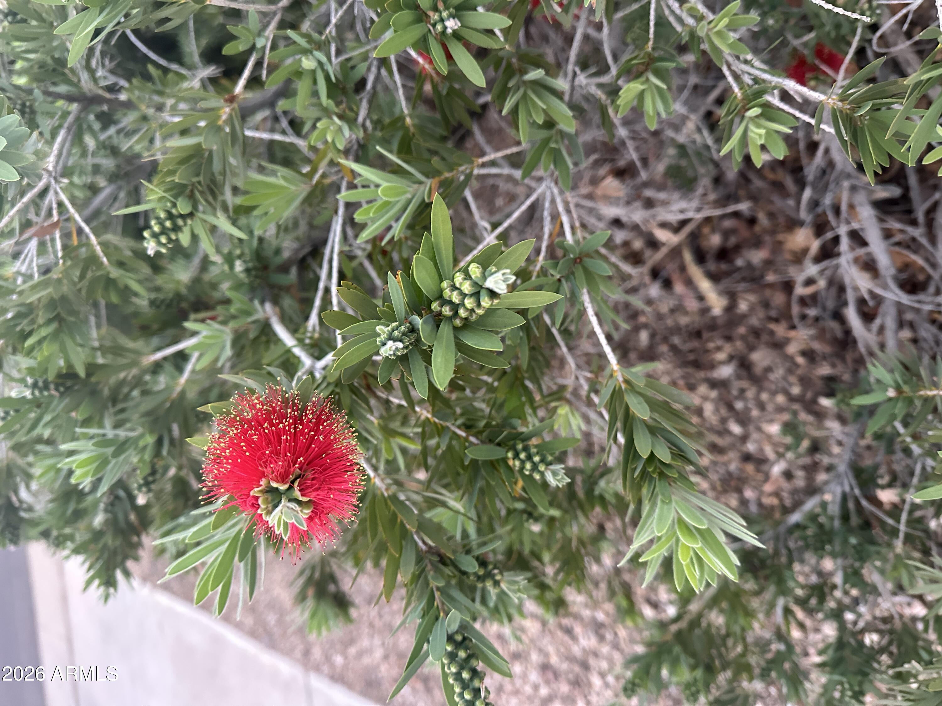  1121 W Aster Drive  Phoenix, AZ - 物件實景