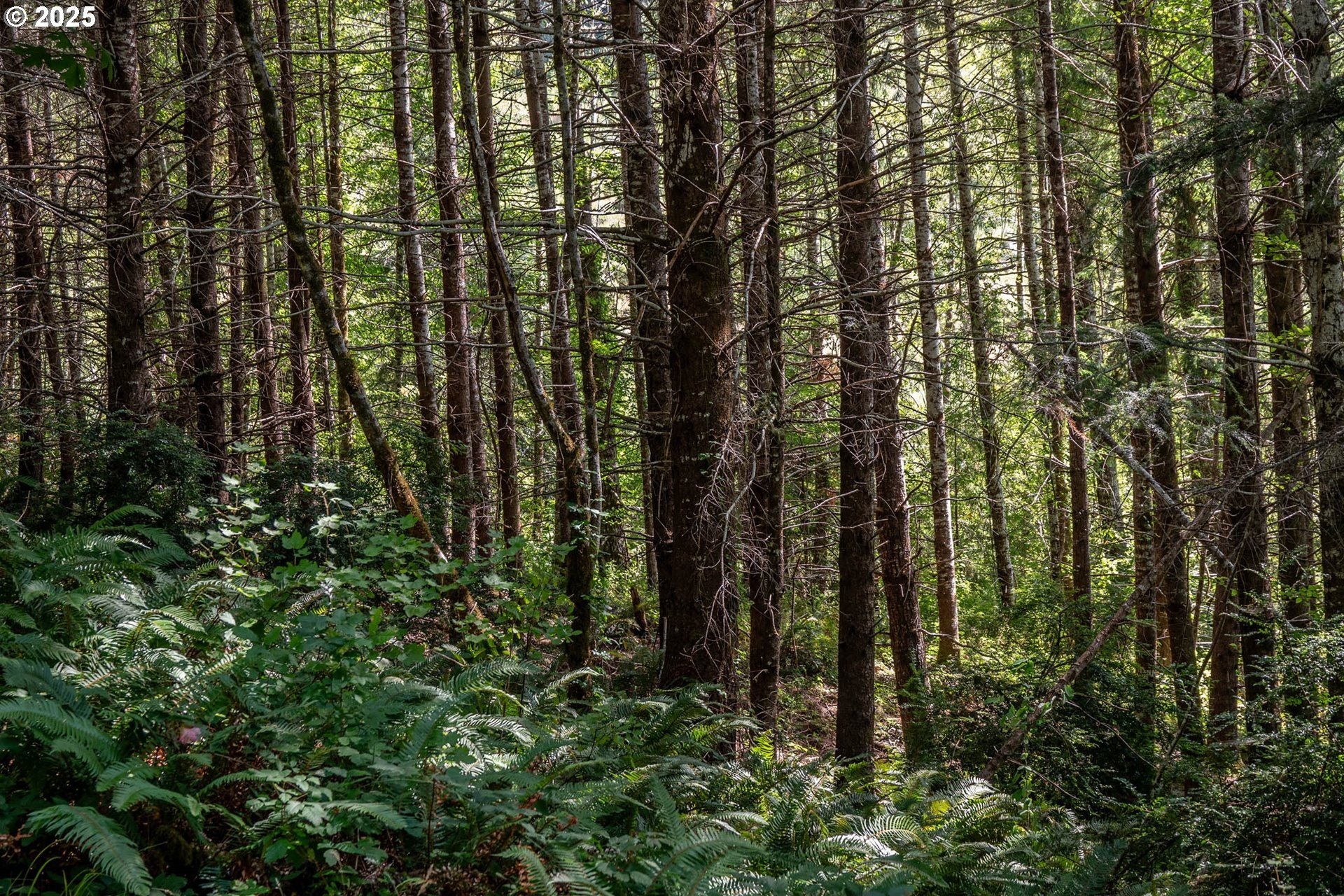 Myrtle Point, Oregon, 97458, United States, 3 Bedrooms Bedrooms, ,3 BathroomsBathrooms,Residential,For Sale,1975614