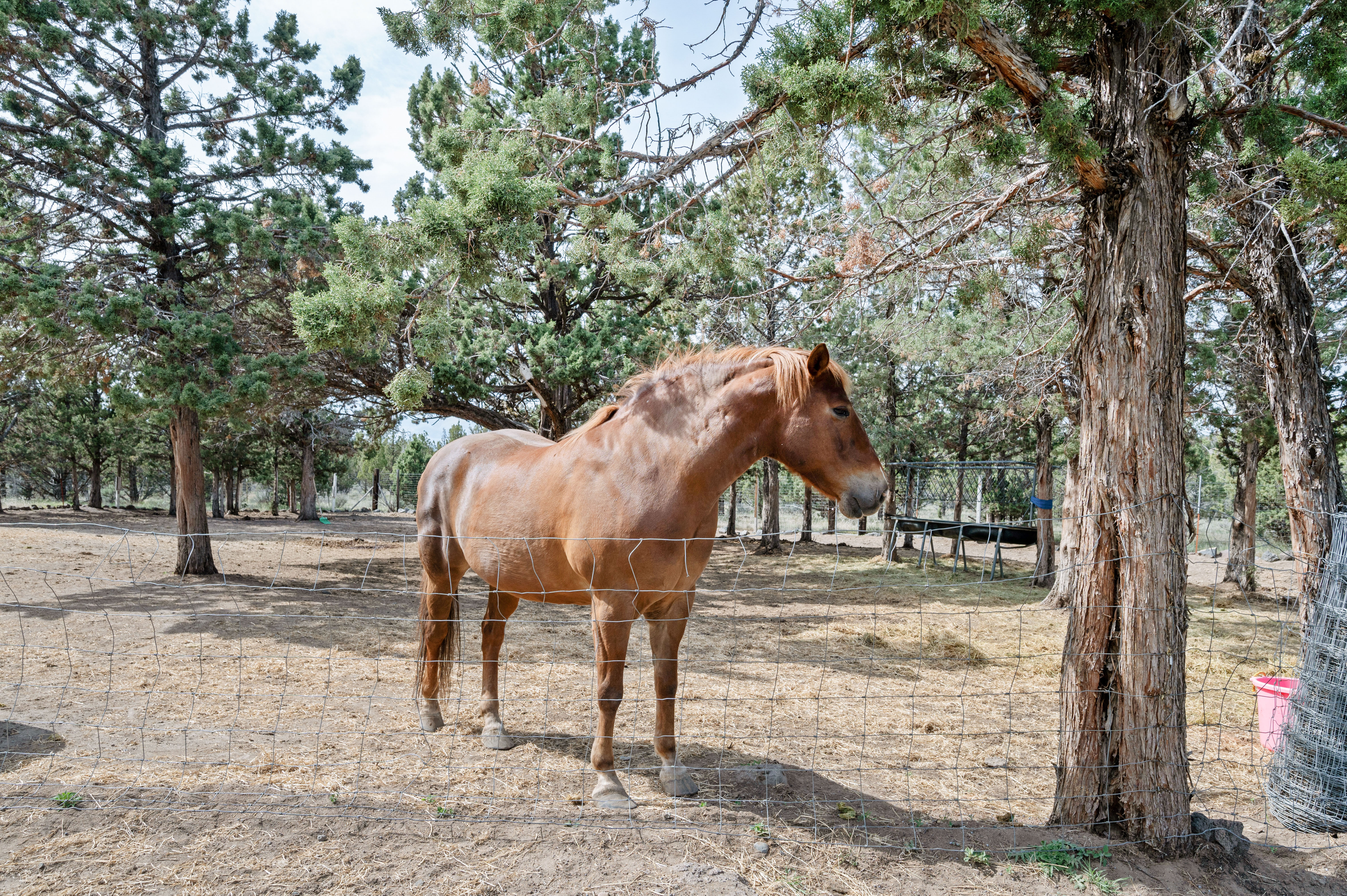 Prineville, Oregon, 97754, United States, 3 Bedrooms Bedrooms, ,2 BathroomsBathrooms,Residential,For Sale,1821437