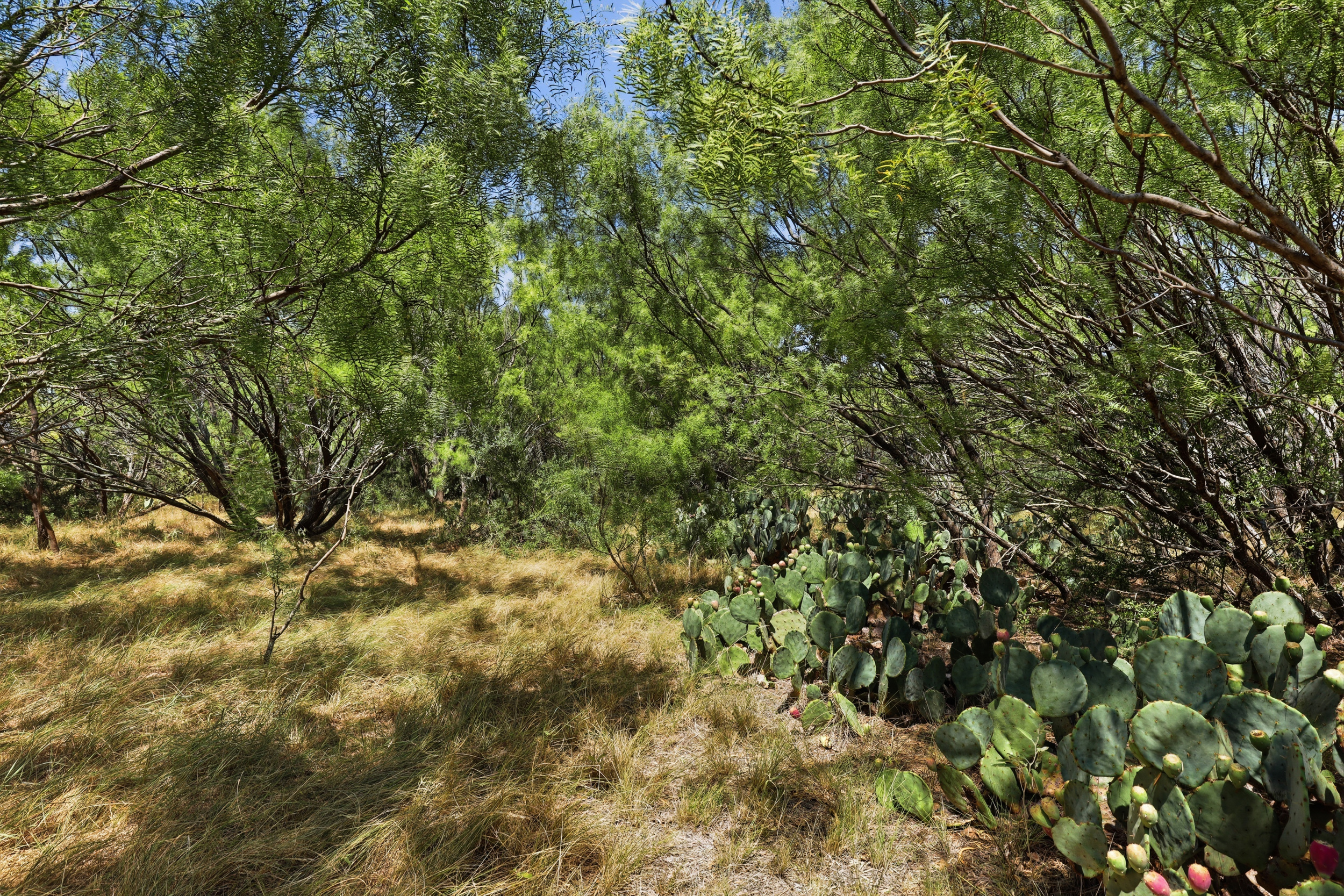  125 Acres of Texas Land for Recreation and Retreat - 物件實景