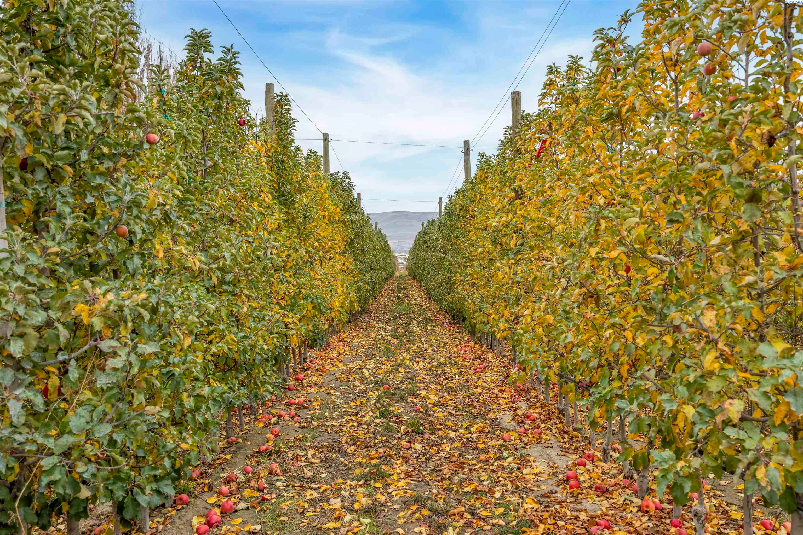 Benton City, Washington, 99320, United States, 3 Bedrooms Bedrooms, ,3 BathroomsBathrooms,Residential,For Sale,1998029