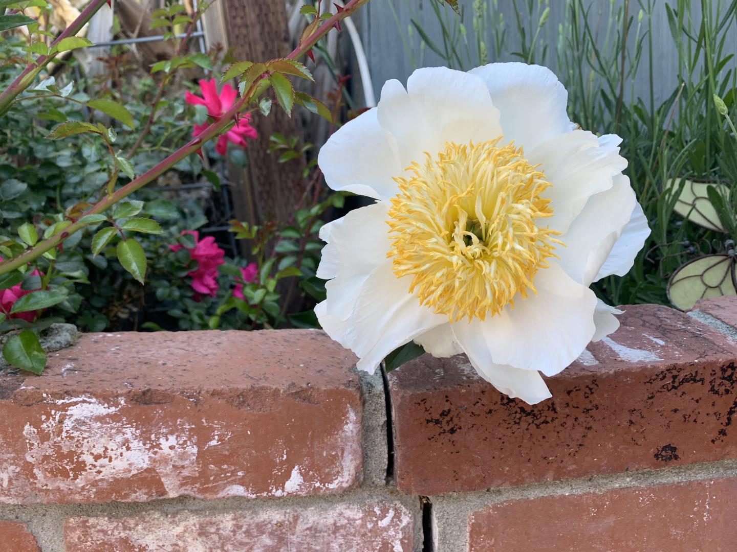 San Jose, California, 95125, United States, 4 Bedrooms Bedrooms, ,2 BathroomsBathrooms,Residential,For Sale,2003110