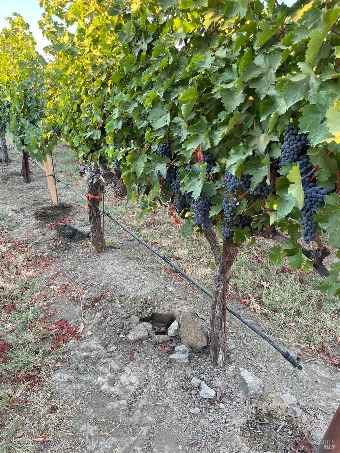 Napa, California, 94558, United States, 3 Bedrooms Bedrooms, ,3 BathroomsBathrooms,Residential,For Sale,1991897