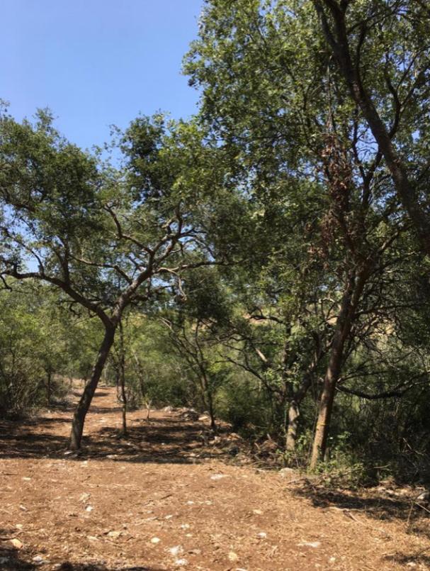 El Barrial, Santiago, Nuevo León, 67323, Mexico, 1 Bedroom Bedrooms, ,Residential,For Sale,El Barrial,1621120