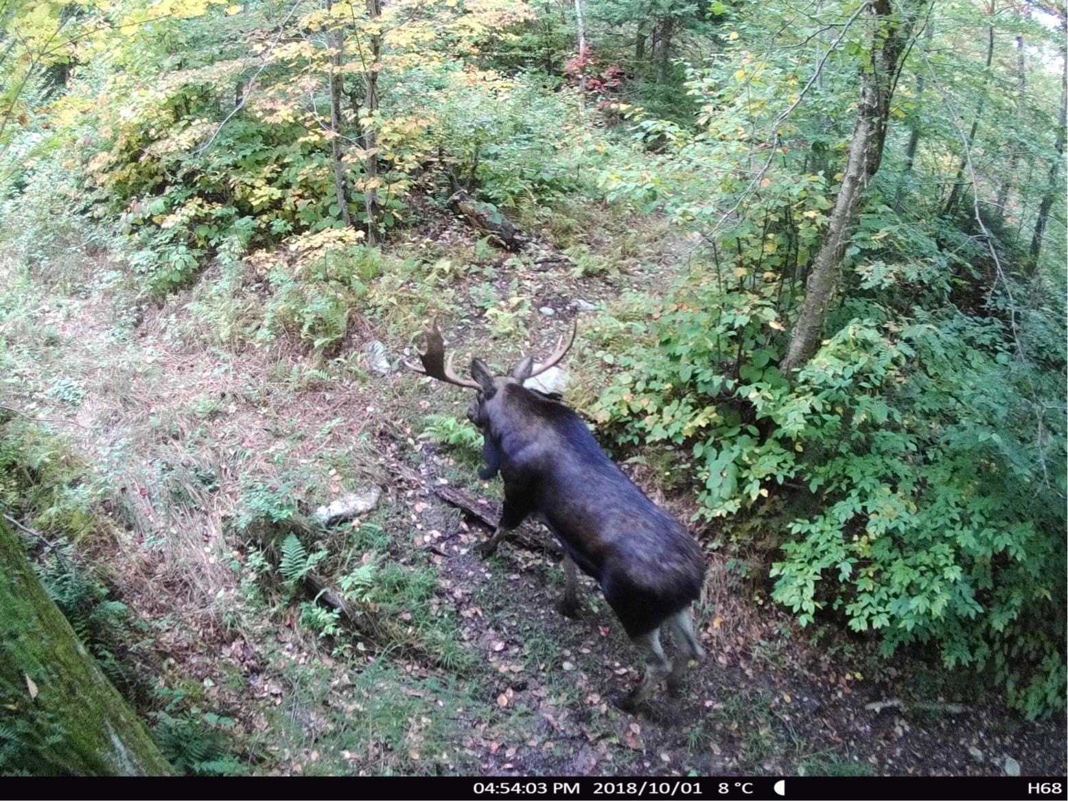 Jay, Vermont, 05859, United States, ,Land,For Sale,1999221