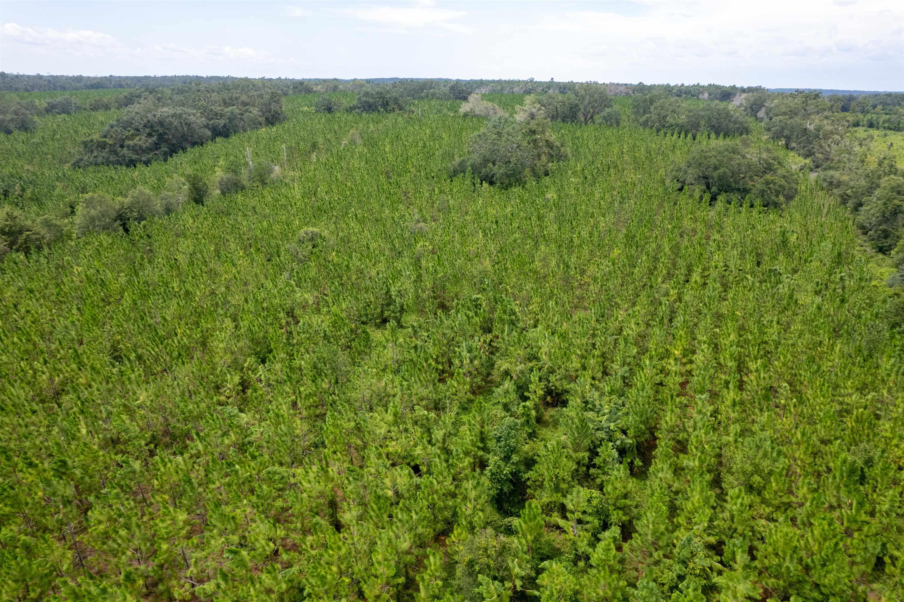 xxx Ne Geranium Street, Madison, Florida, 32340, United States, ,Land,For Sale,xxx Ne Geranium Street,1671968