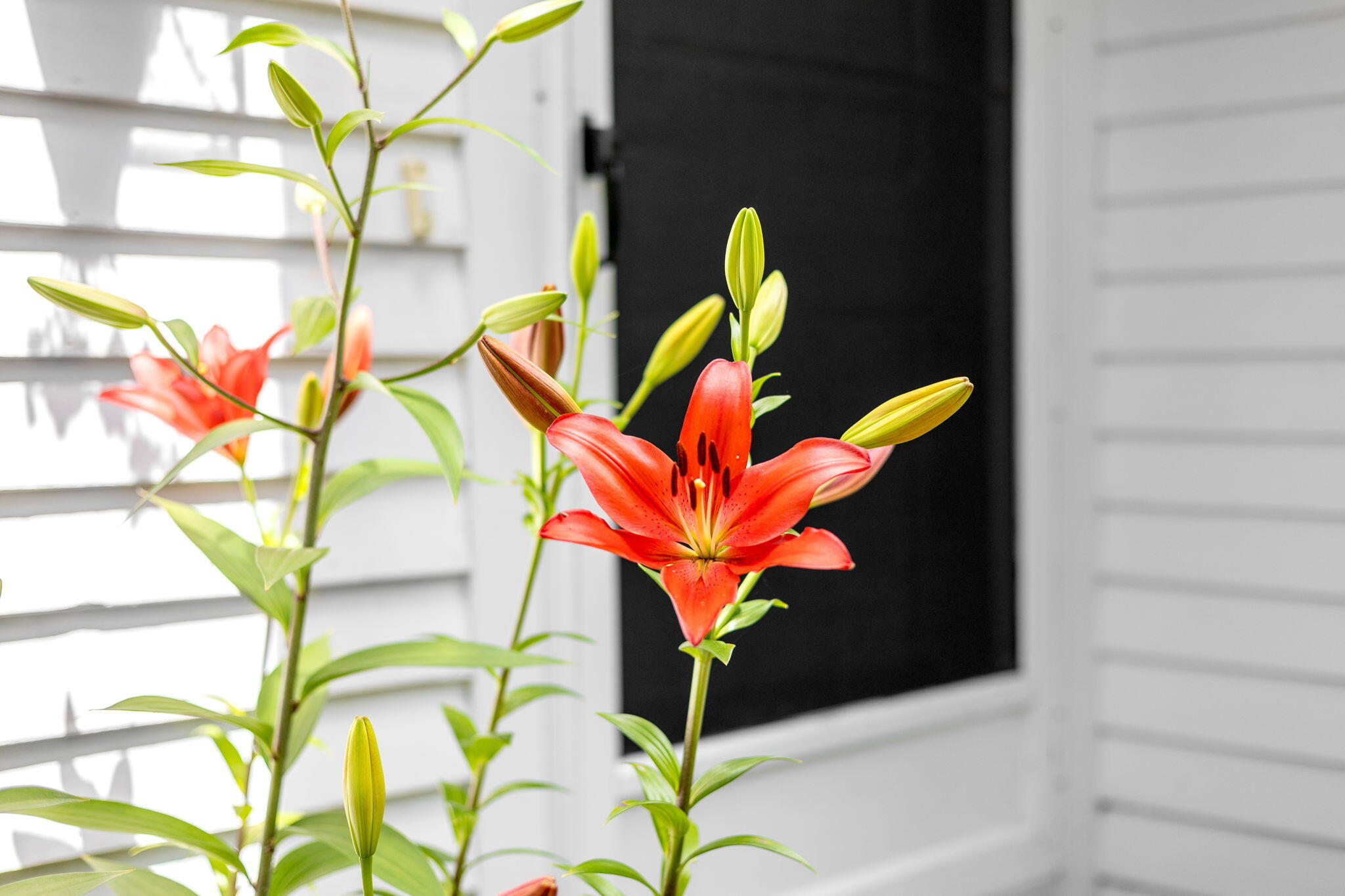  33 Duck Marsh Lane, Chatham, MA, 02633 - 物件實景