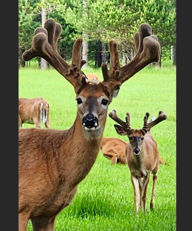 Lake Tomahawk, Wisconsin, 54487, United States, ,Residential,For Sale,1973874