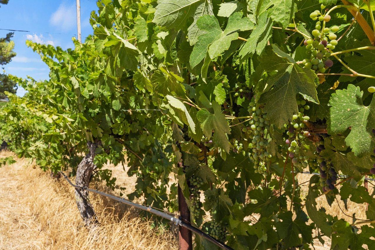 21226 Dickson Road, Plymouth, California, 95669, United States, ,Land,For Sale,21226 Dickson Road,1672447