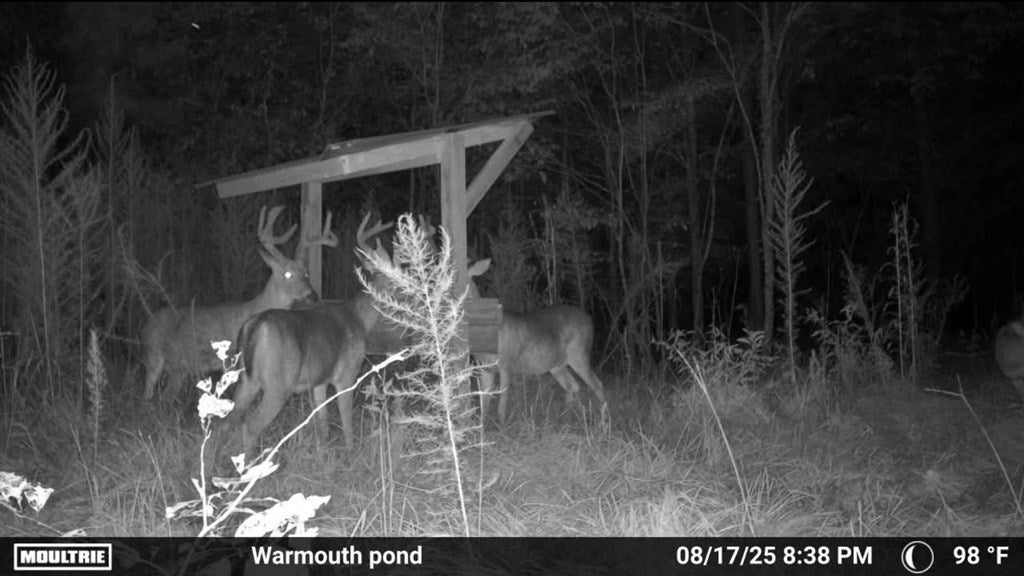 Abbeville, Georgia, 31001, United States, ,Land,For Sale,1975130