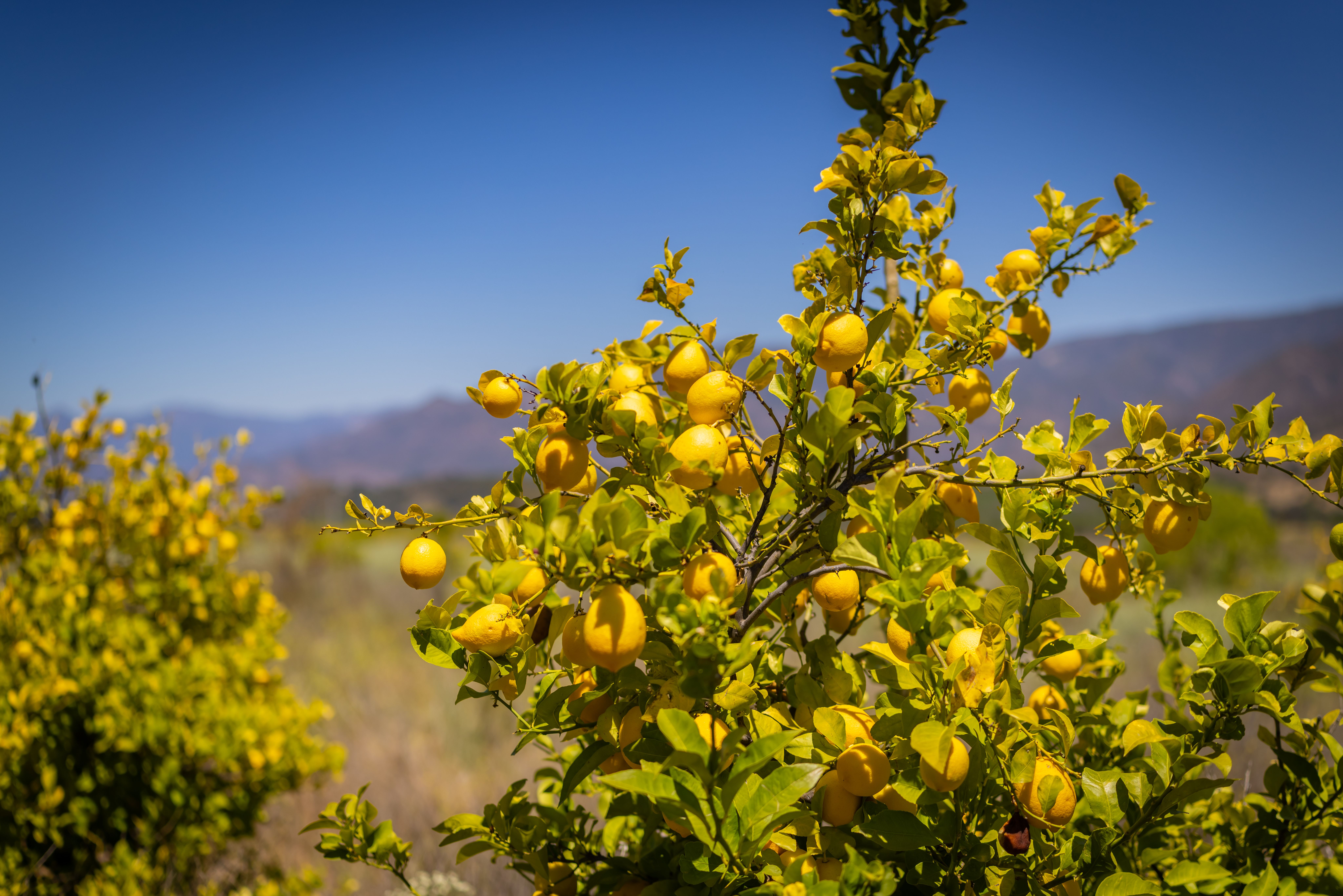  12400 Ojai Santa Paula Road, Ojai, CA 93023 - 物件實景