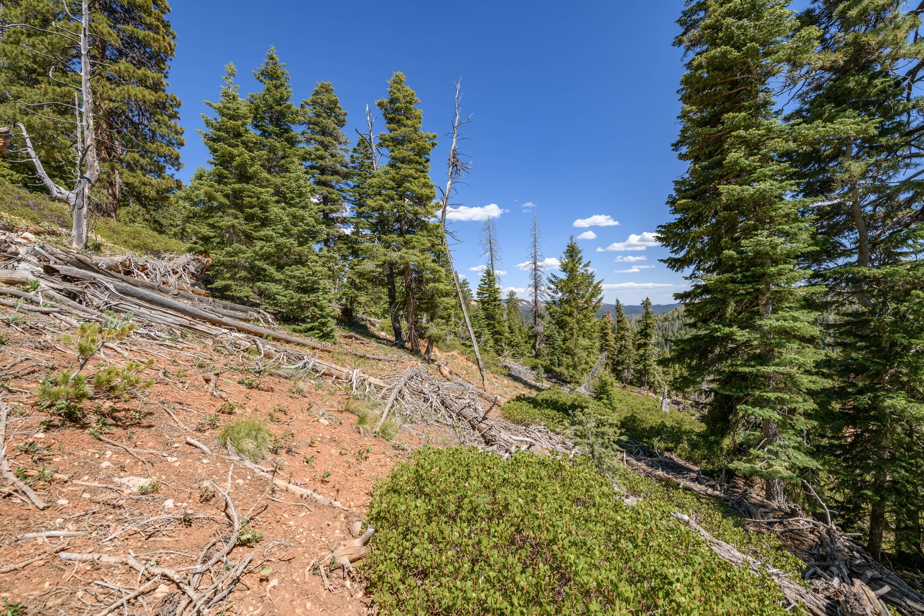  Quiet Mountain Retreat Near Navajo Lake - 物件實景