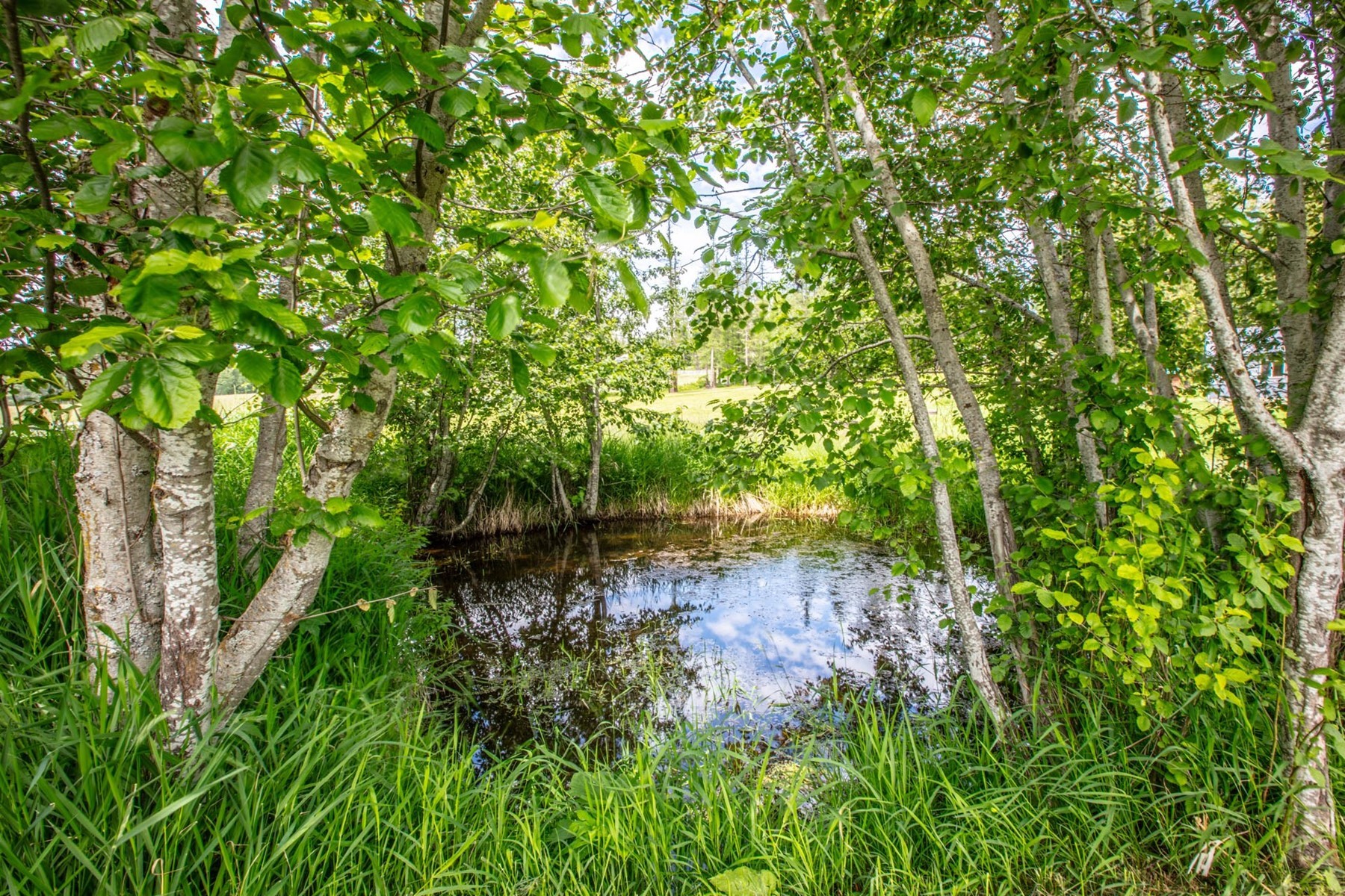  Home in a peaceful setting - 物件實景