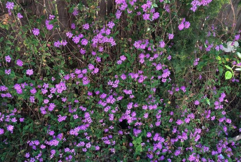 Los Altos, California, 94024, United States, 3 Bedrooms Bedrooms, ,2 BathroomsBathrooms,Residential,For Sale,1925689