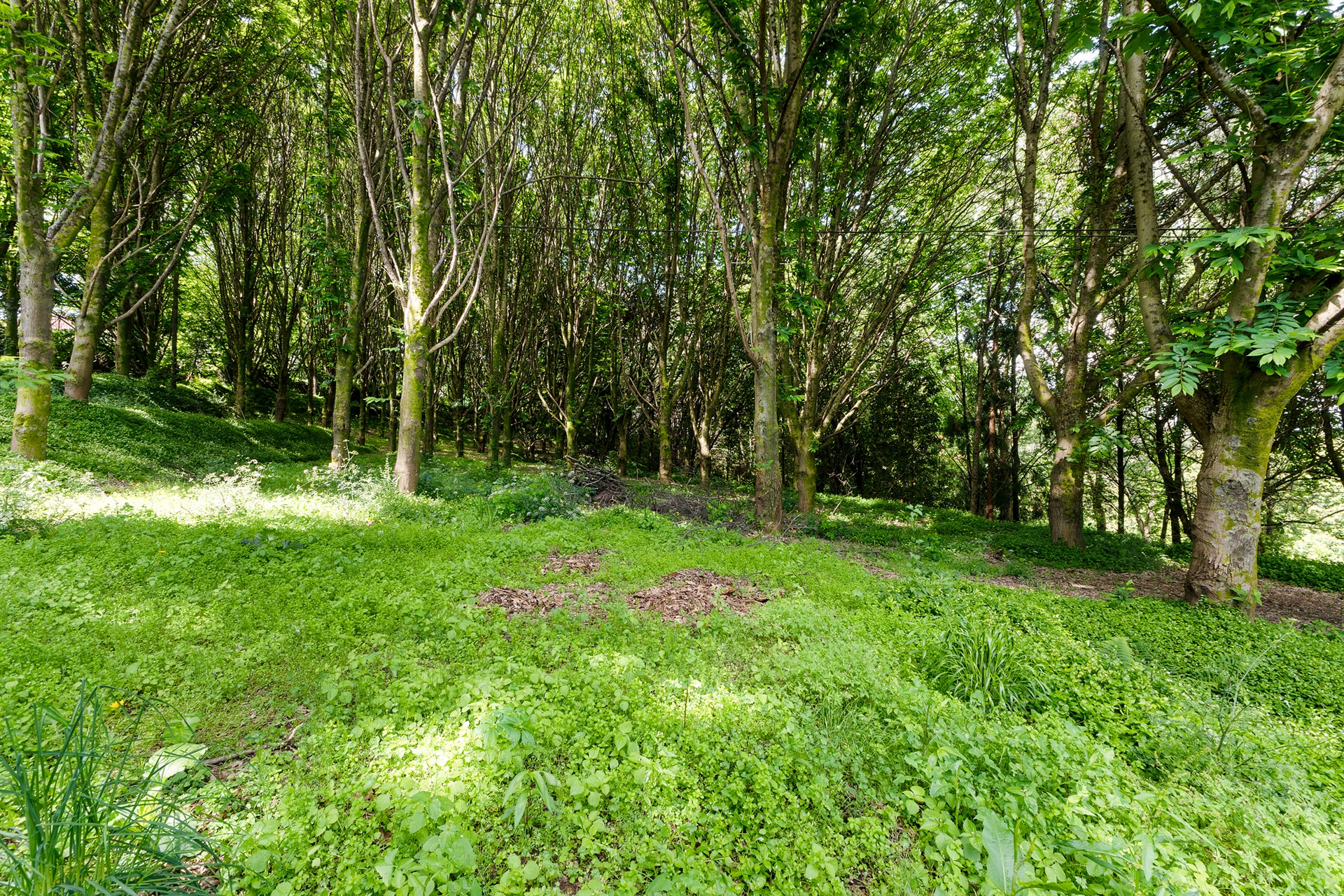  Farm, 10 bedrooms, for Sale - 物件實景